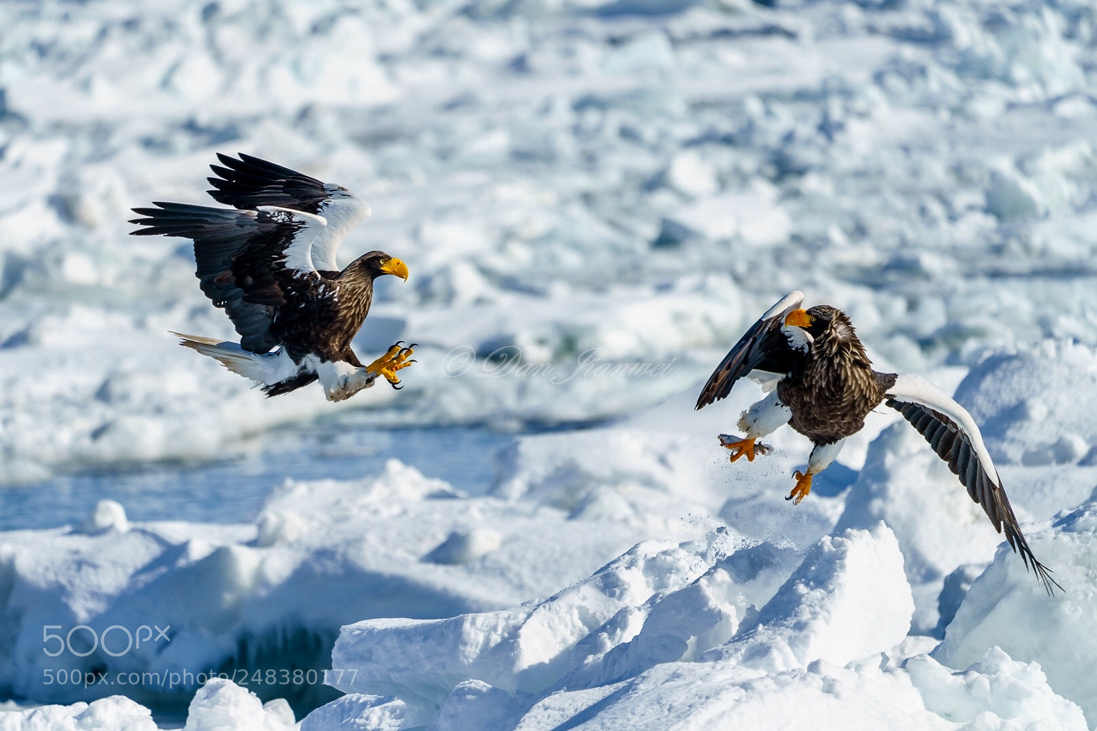 Sony a7R III sample photo. Hoo photography