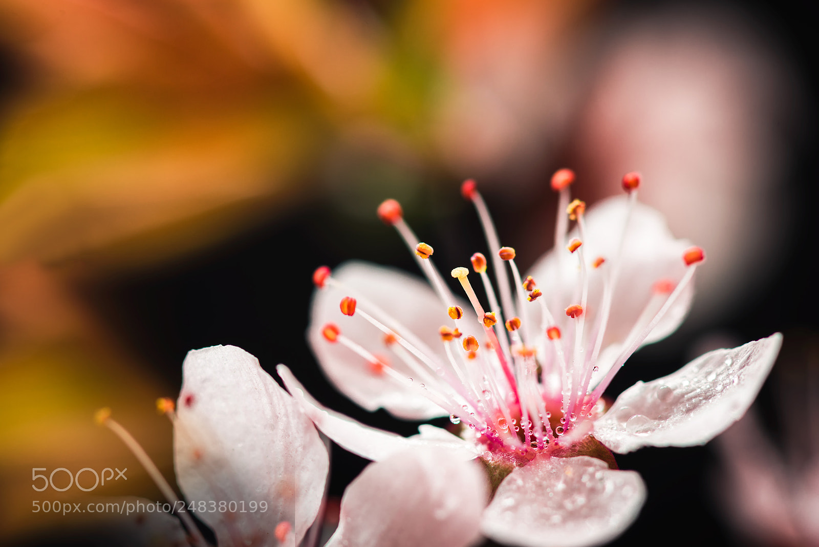 Nikon D810 sample photo. 花之蕊 photography