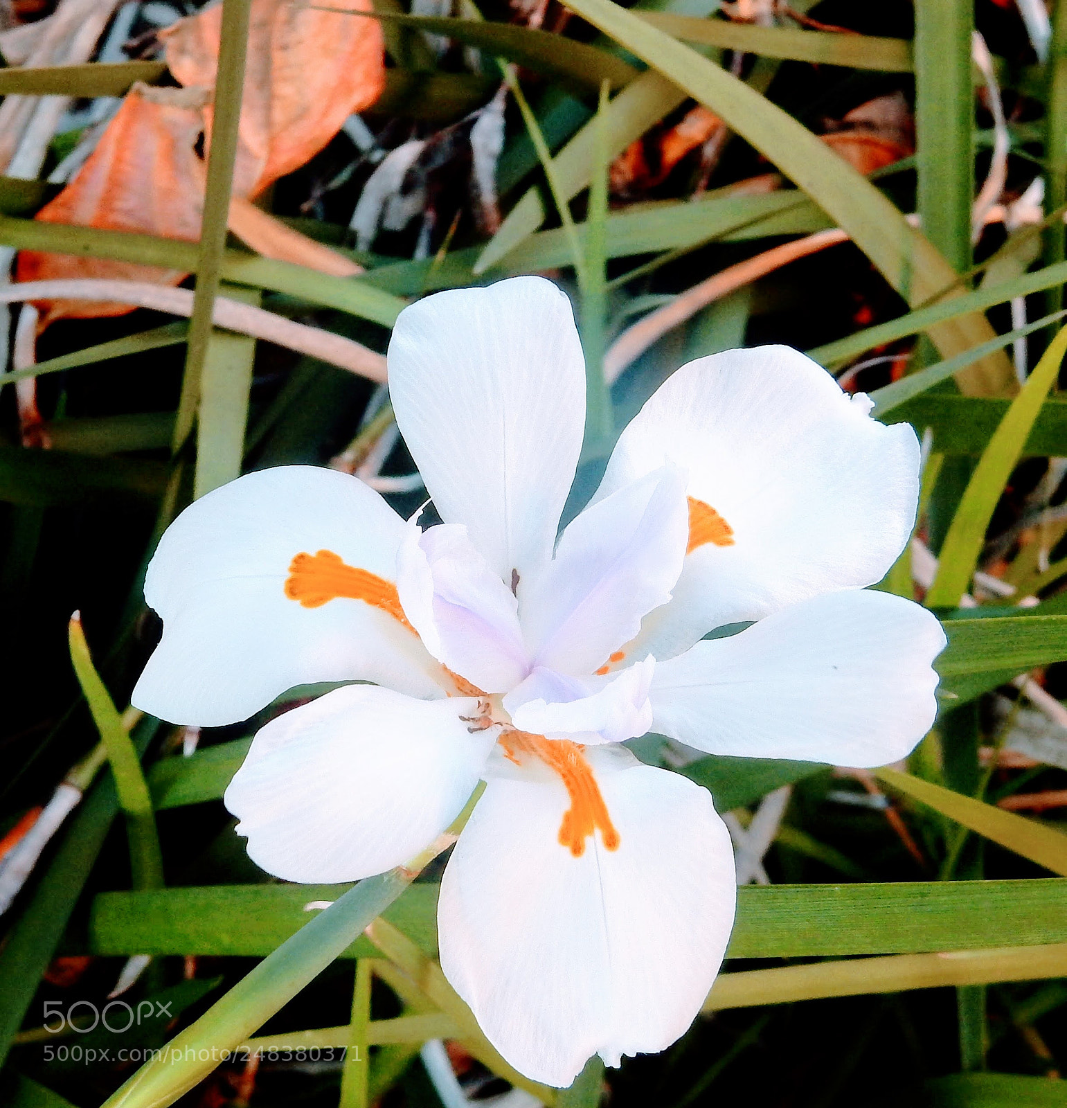 Nikon Coolpix S9900 sample photo. Flower photography