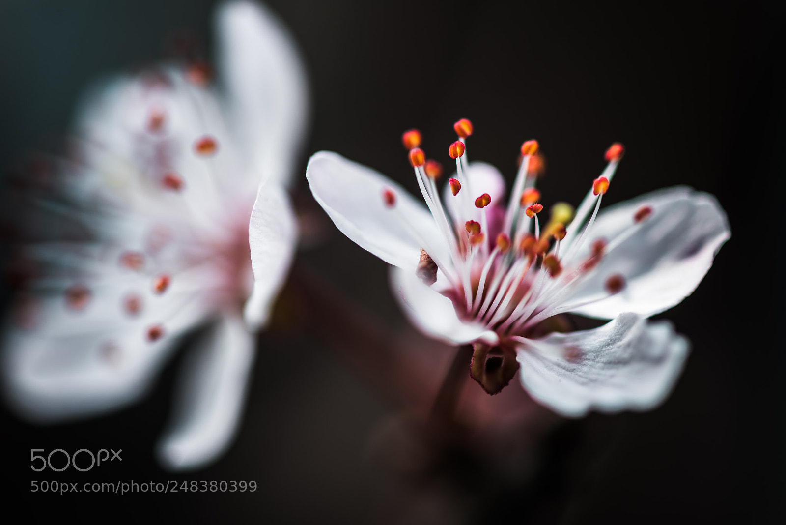 Nikon D810 sample photo. Beautiful photography