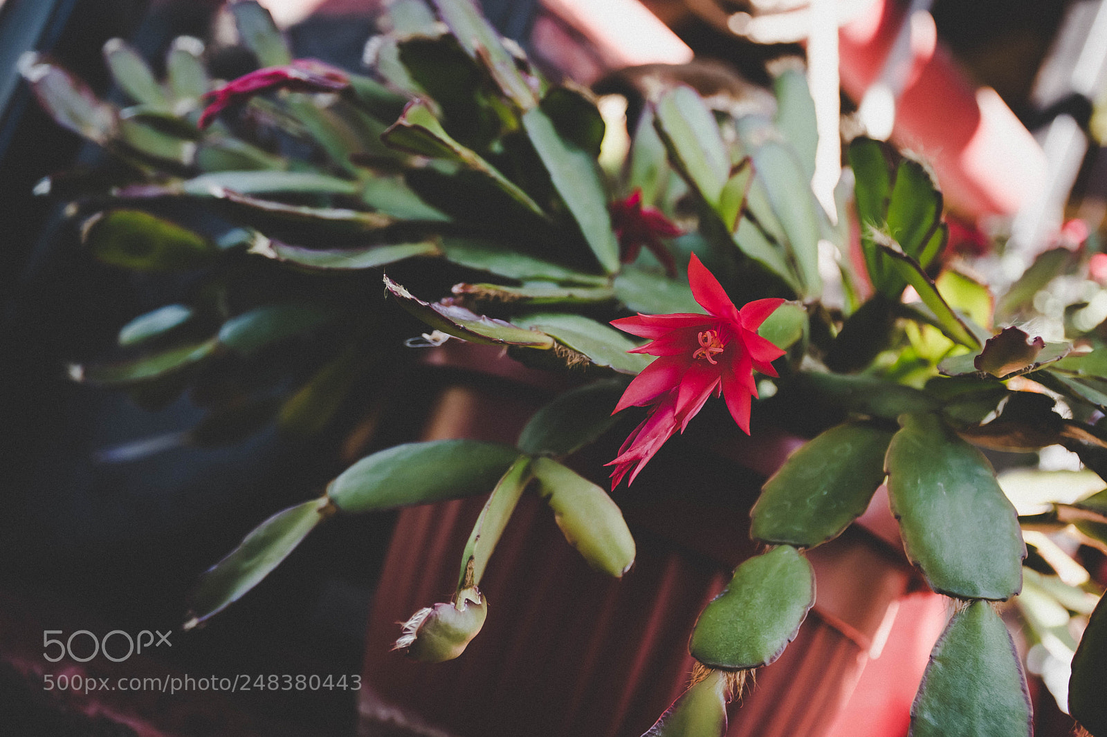 Nikon D5500 sample photo. Cactuslove photography
