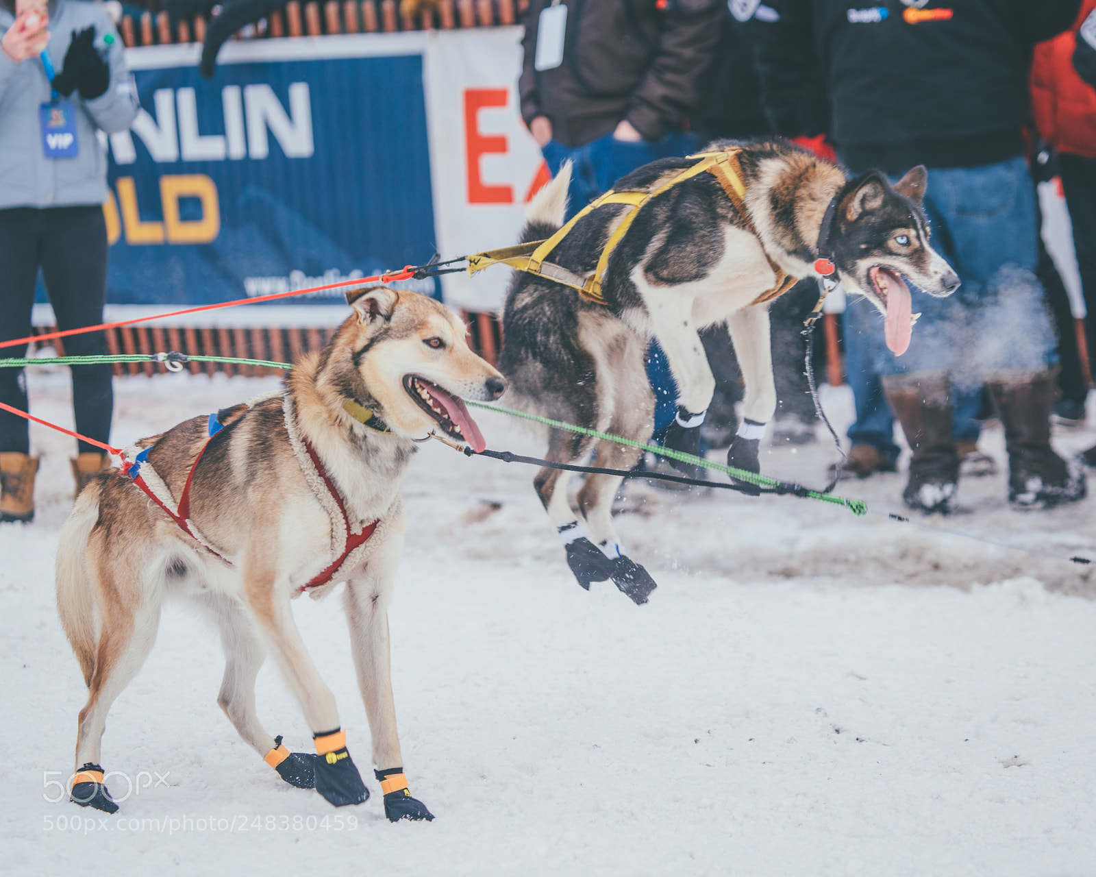 Sony a7R II sample photo. Jumping sled dog photography