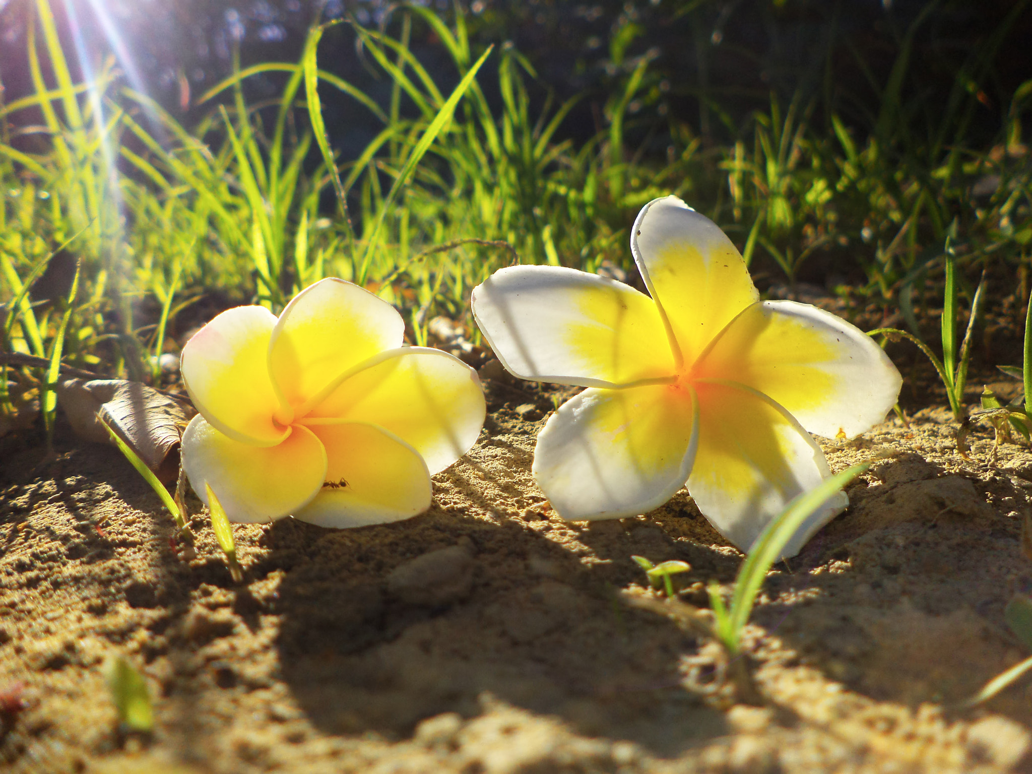 Sony DSC-S5000 sample photo. White flowers photography
