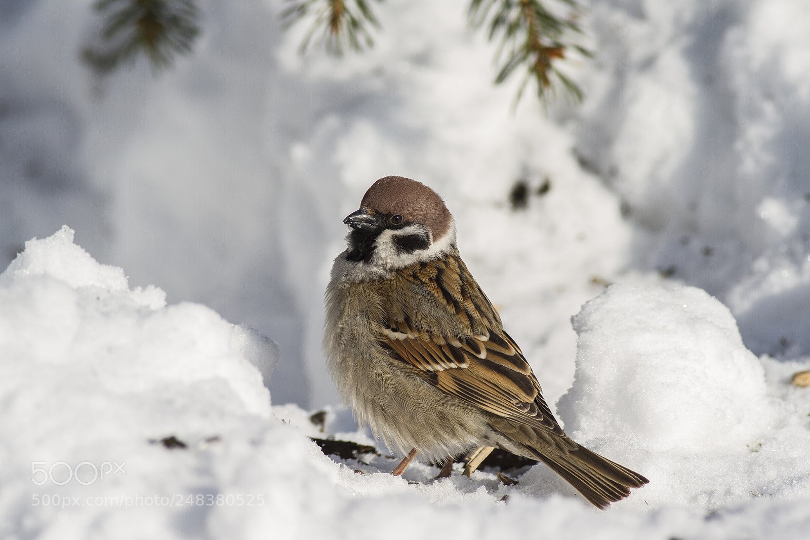 Canon EOS 7D sample photo. Eurasian tree sparrow passer photography