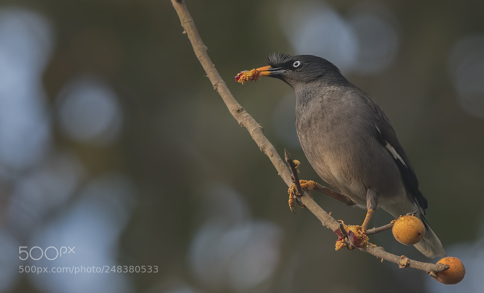 Nikon D500 sample photo. Jungle myna photography