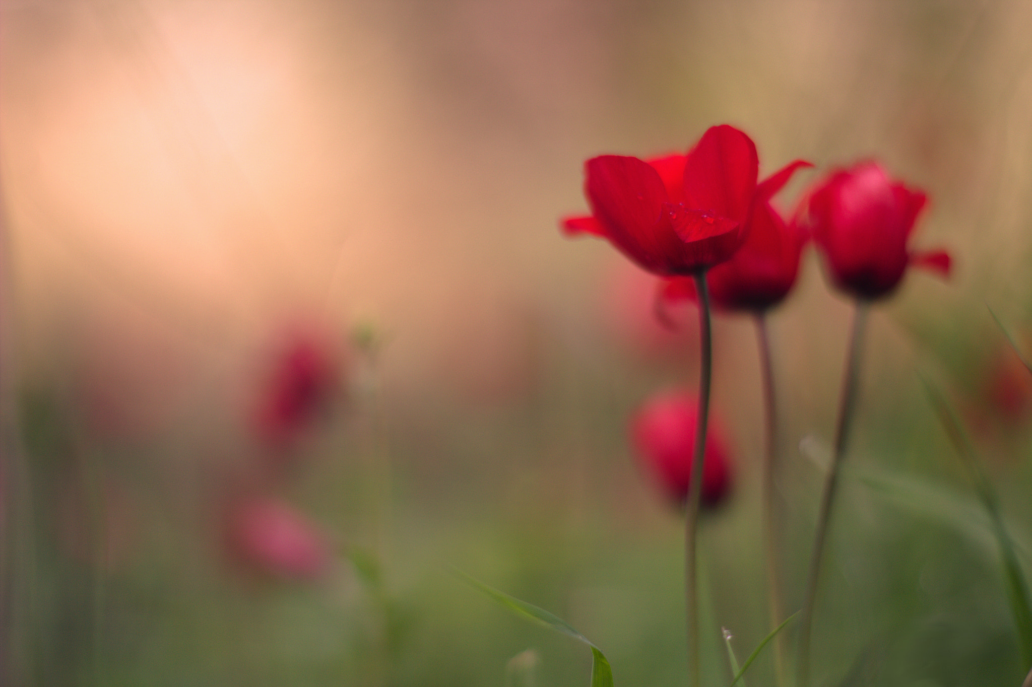 Canon EOS 60D + Canon EF 50mm F1.4 USM sample photo. Romantic view... photography