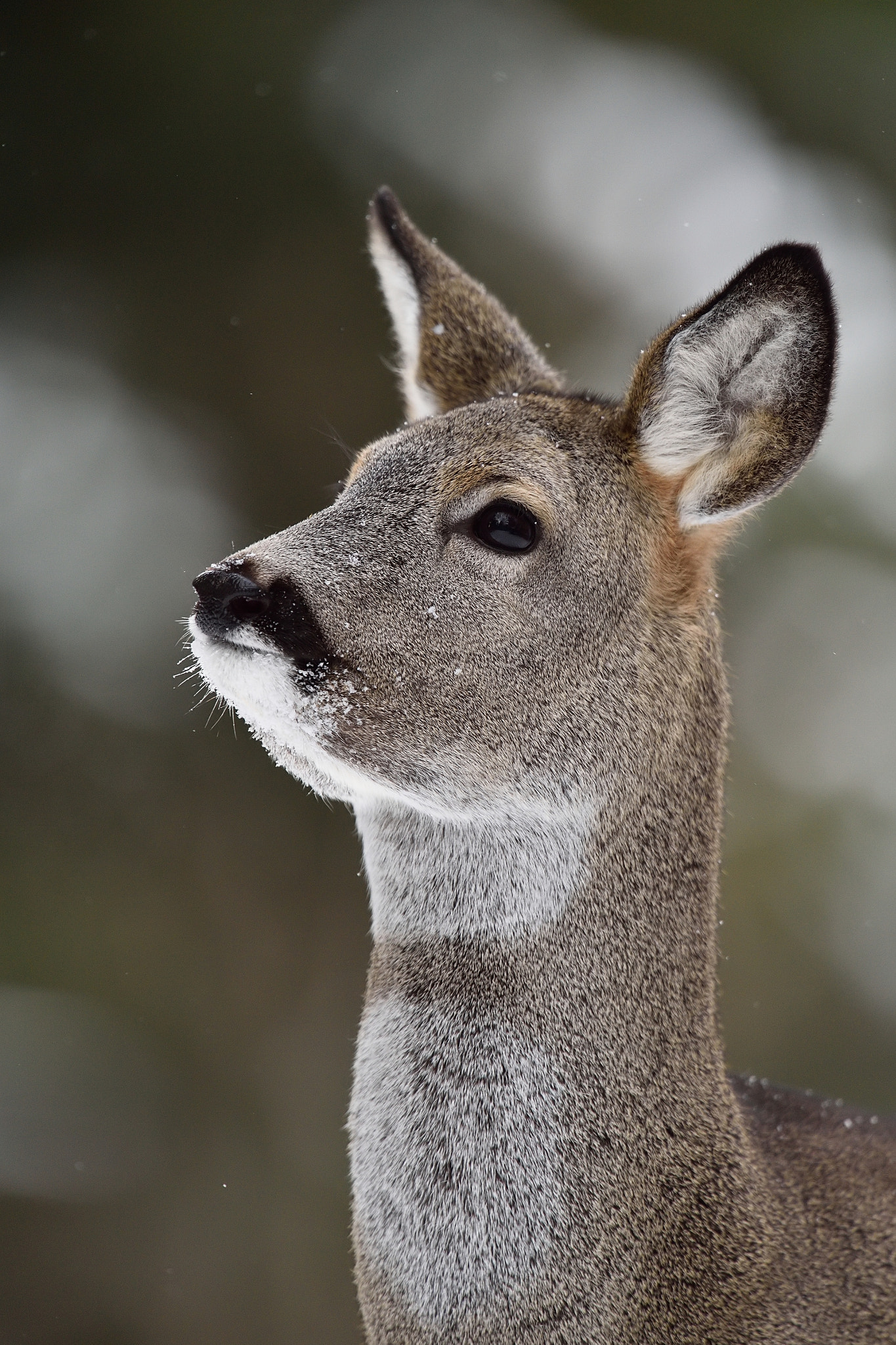 Nikon D4S + Nikon AF-S Nikkor 400mm F2.8G ED VR II sample photo. Young roe deer portrait in winter photography