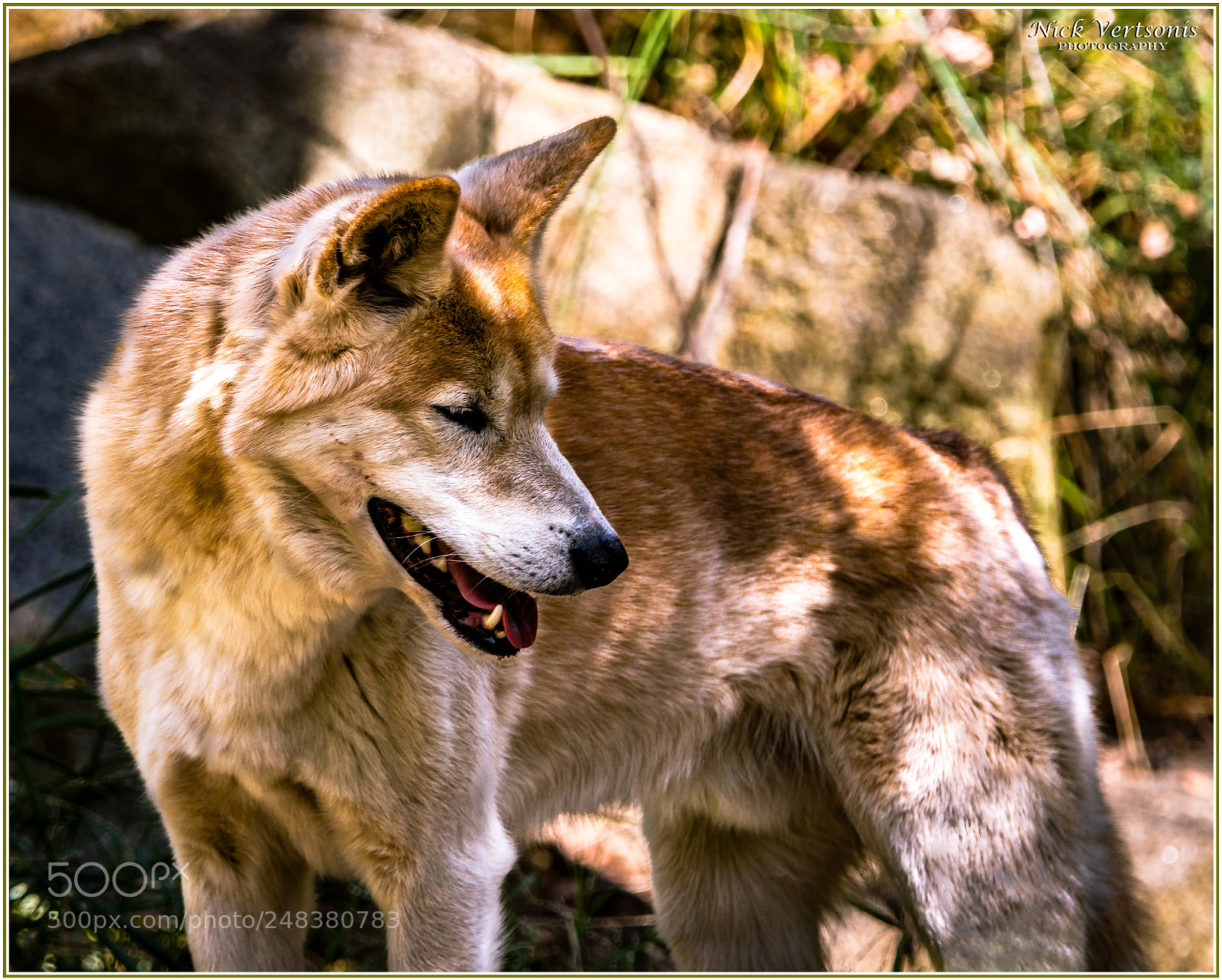 Nikon D7200 sample photo. Leader of the pack... photography