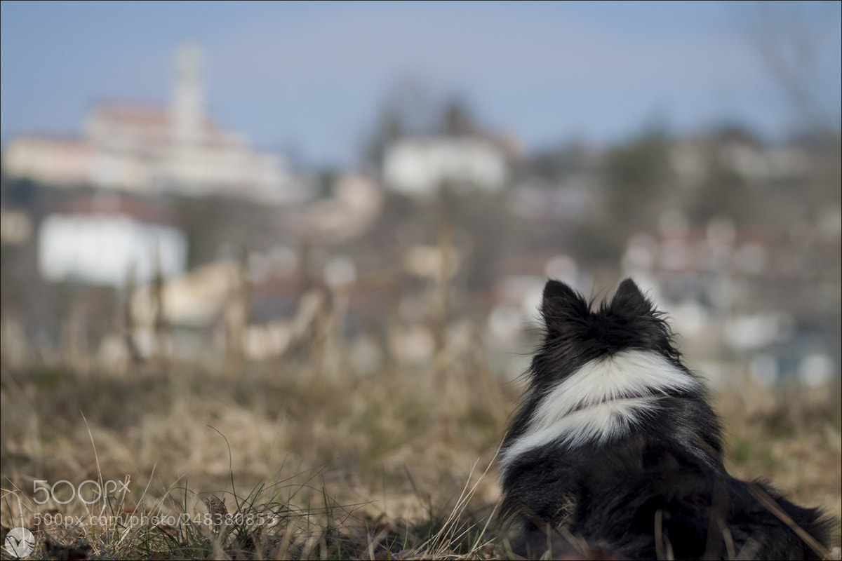 Canon EOS 50D sample photo. Ammirando paesaggi photography