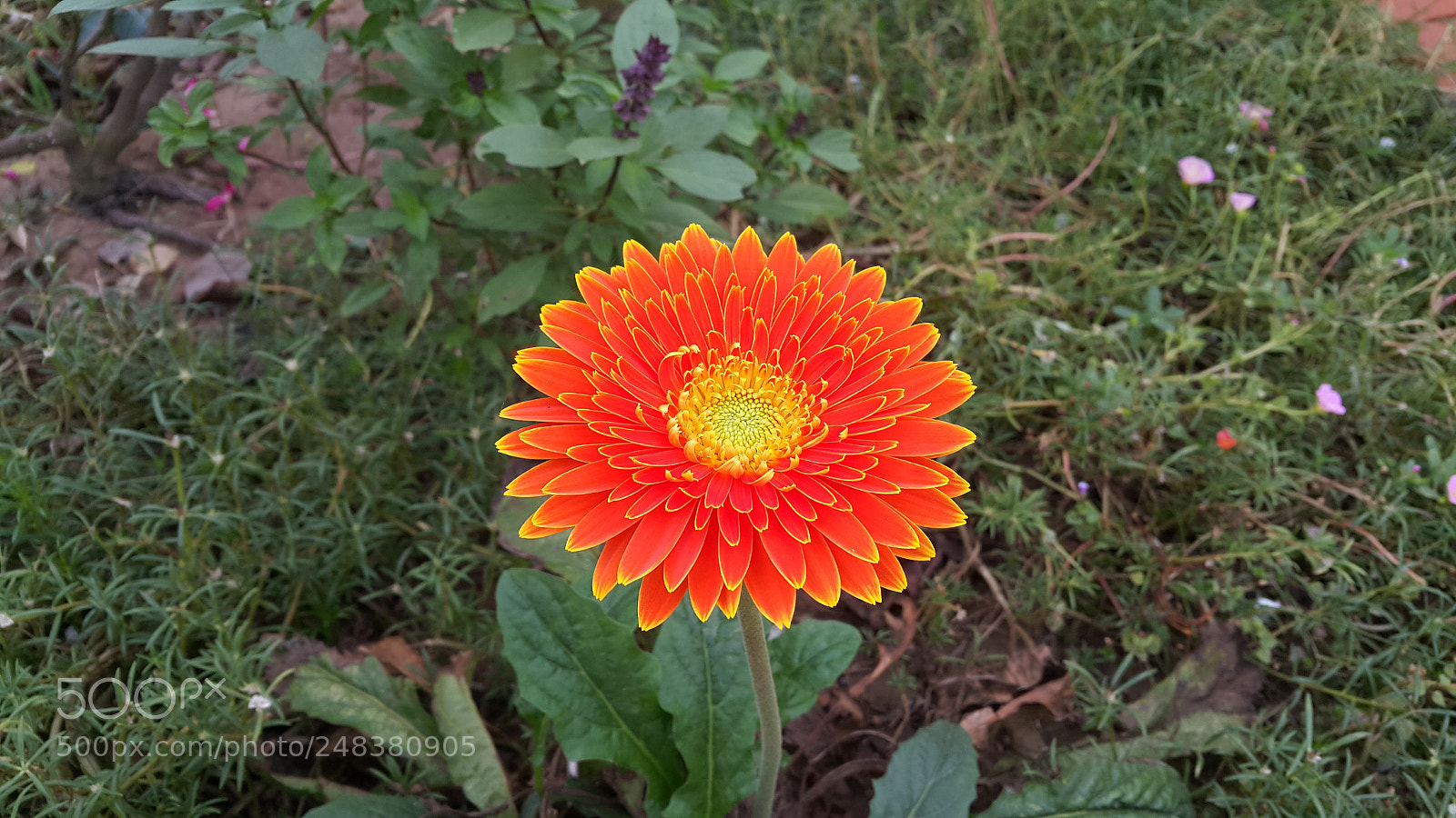 Samsung Galaxy Note4 sample photo. Gerbera photography