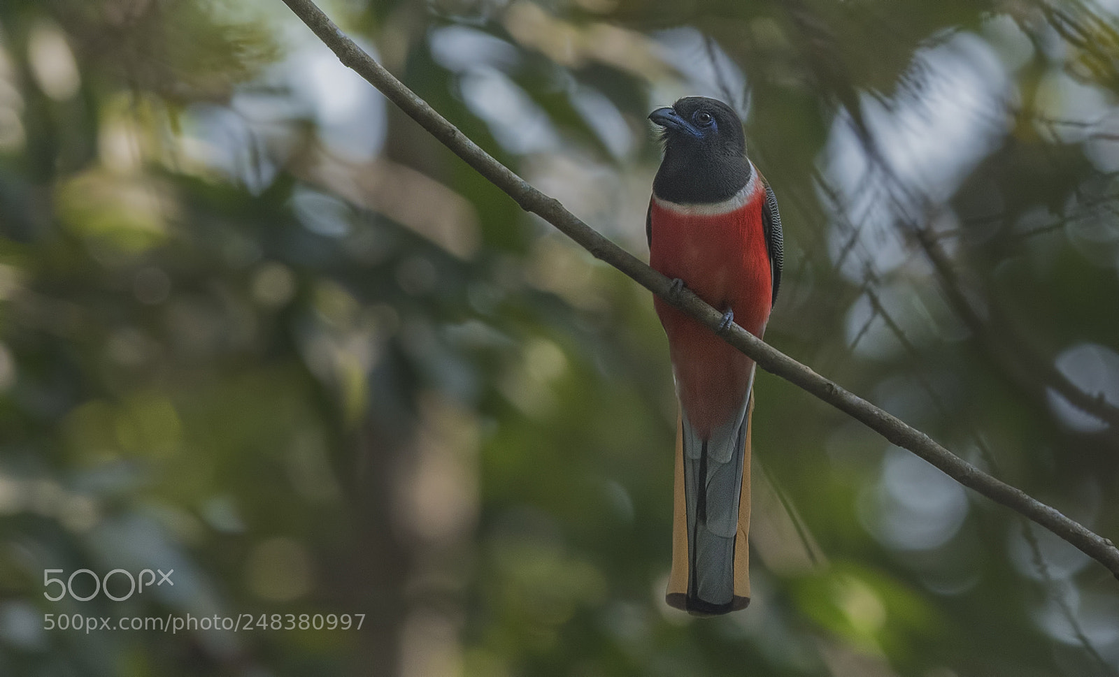 Nikon D500 sample photo. Malabar trogon photography