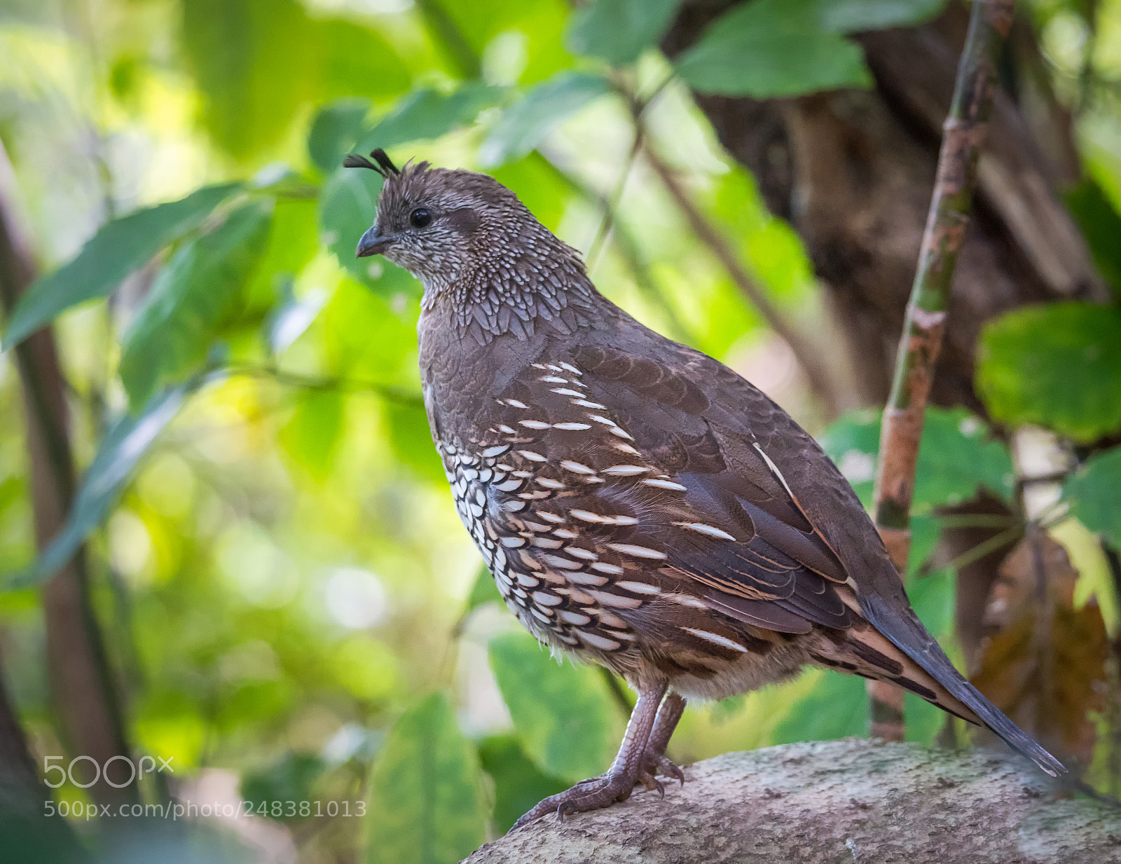 Panasonic Lumix DC-G9 sample photo. Quail photography