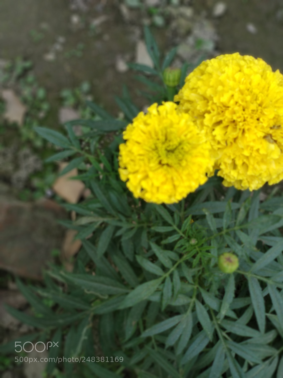 Xiaomi Mi A1 sample photo. Untitled photography