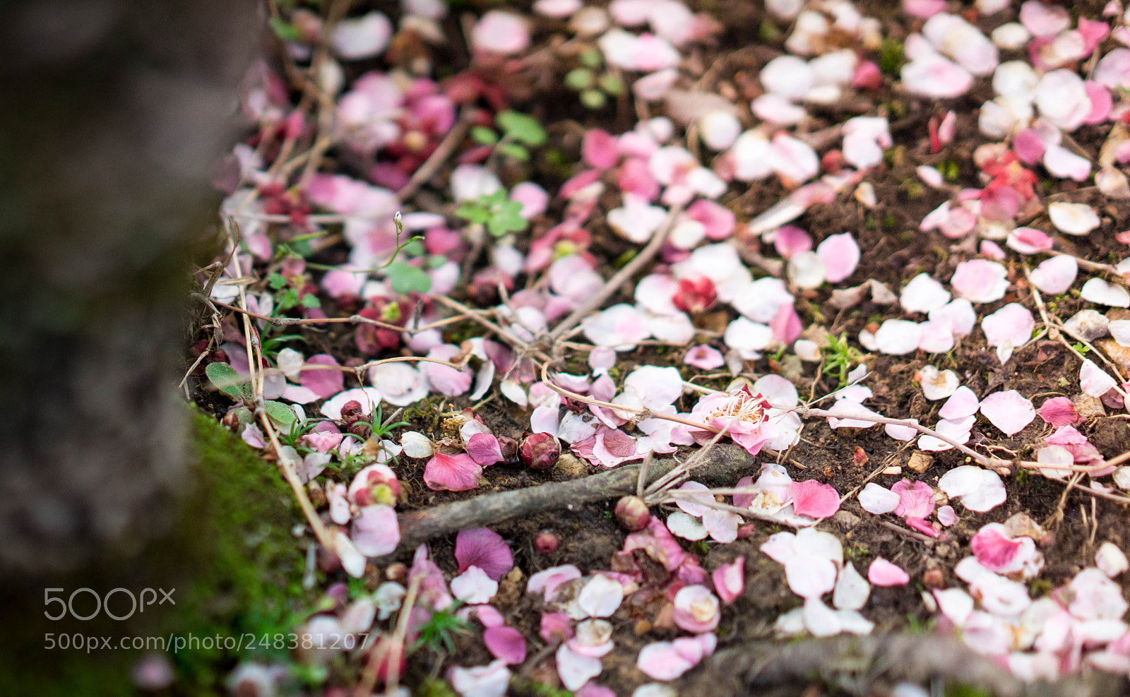 Sony a7 II sample photo. 落花 photography