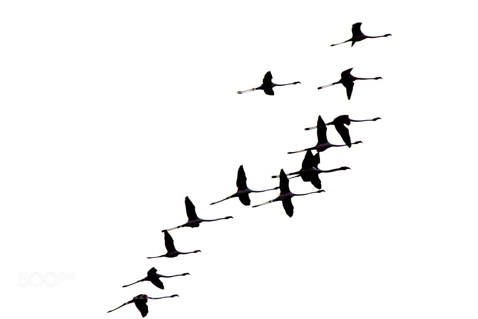Nikon D7100 sample photo. Flock of birds photography