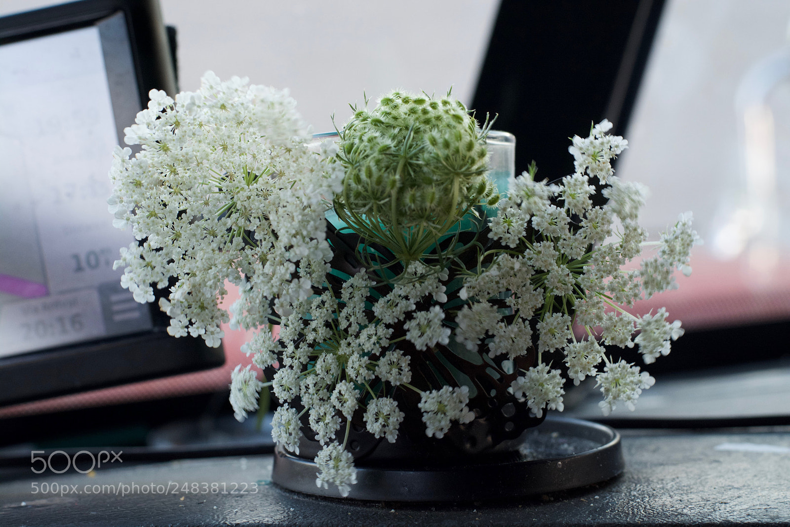Nikon D7100 sample photo. Personal picked ....roadside flowers photography