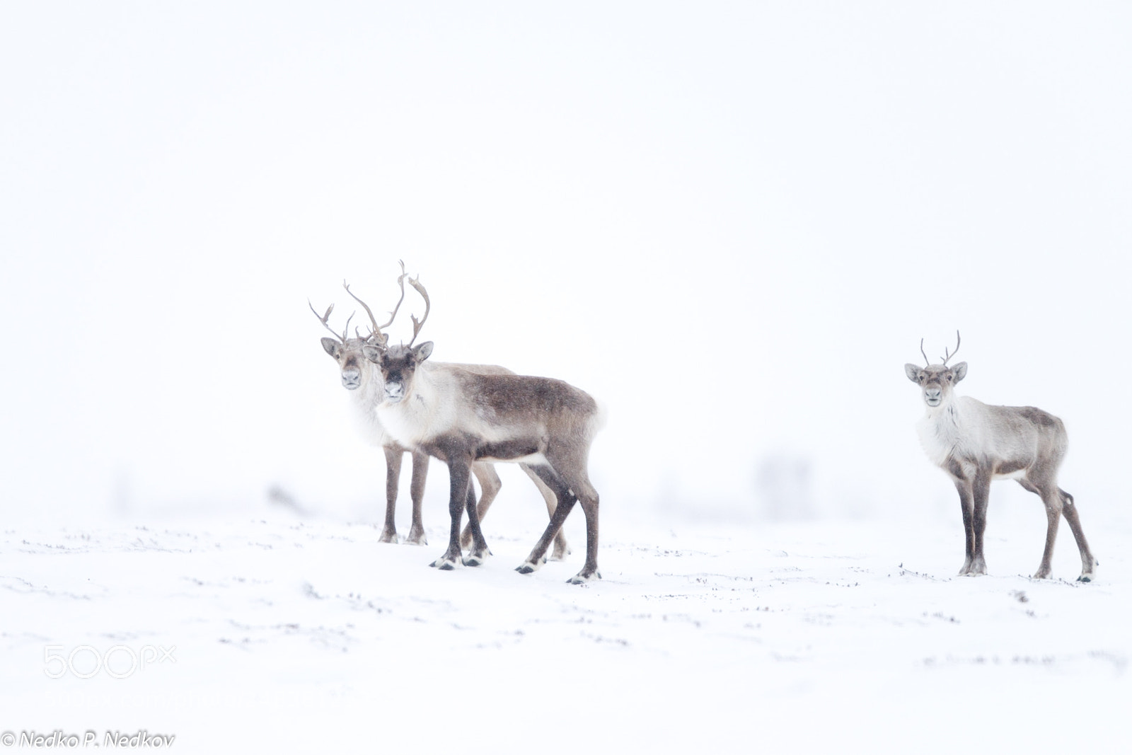 Nikon D5 sample photo. Caribou photography