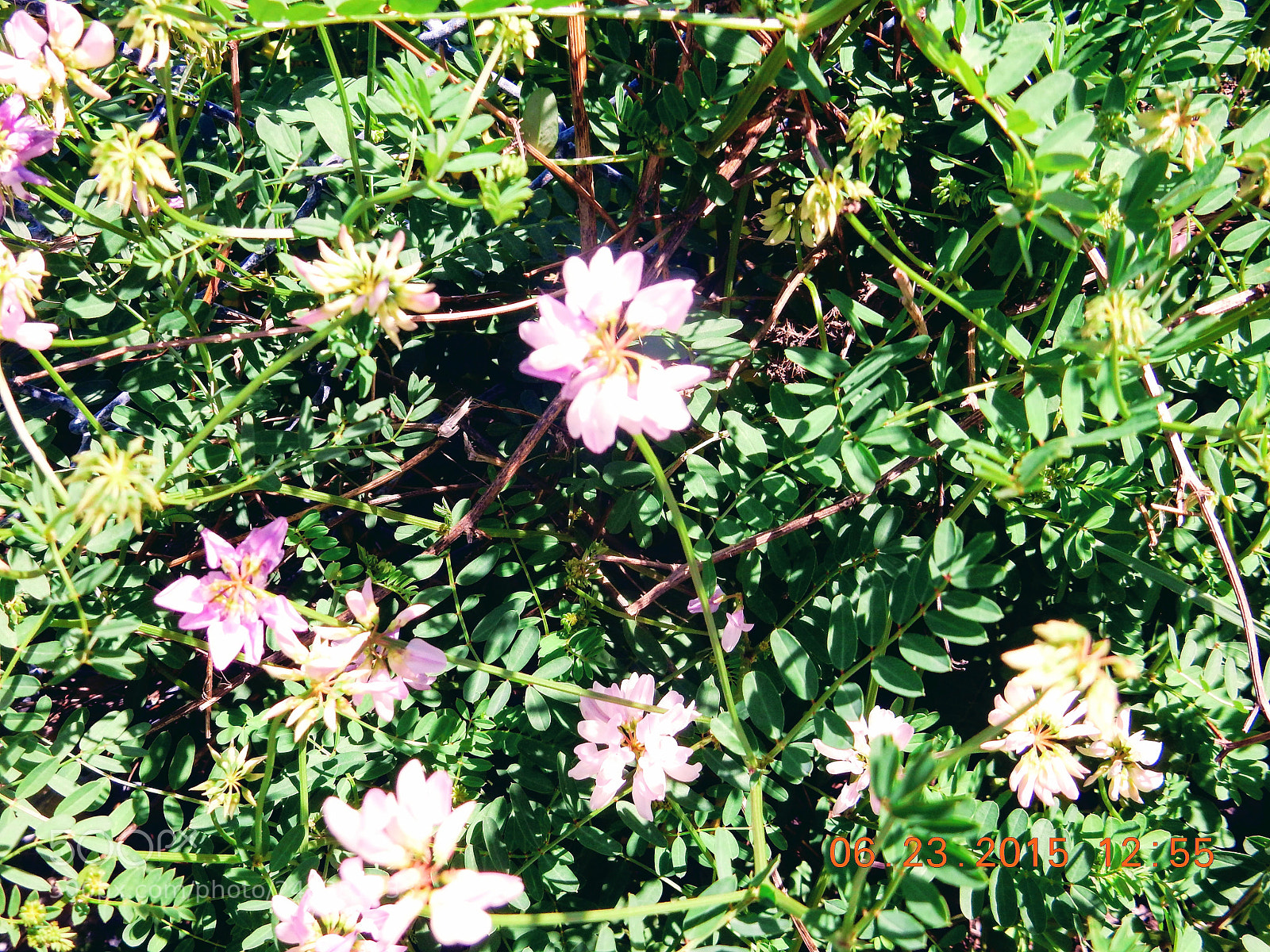 Nikon Coolpix S9900 sample photo. Flowers photography