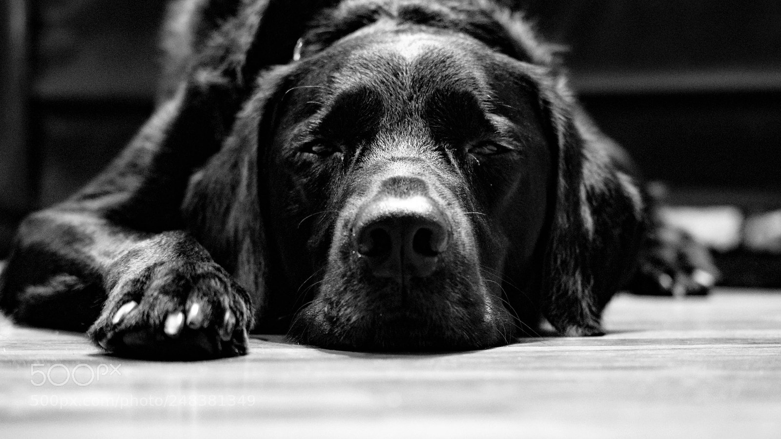 Nikon D5300 sample photo. Sleeping beauty photography