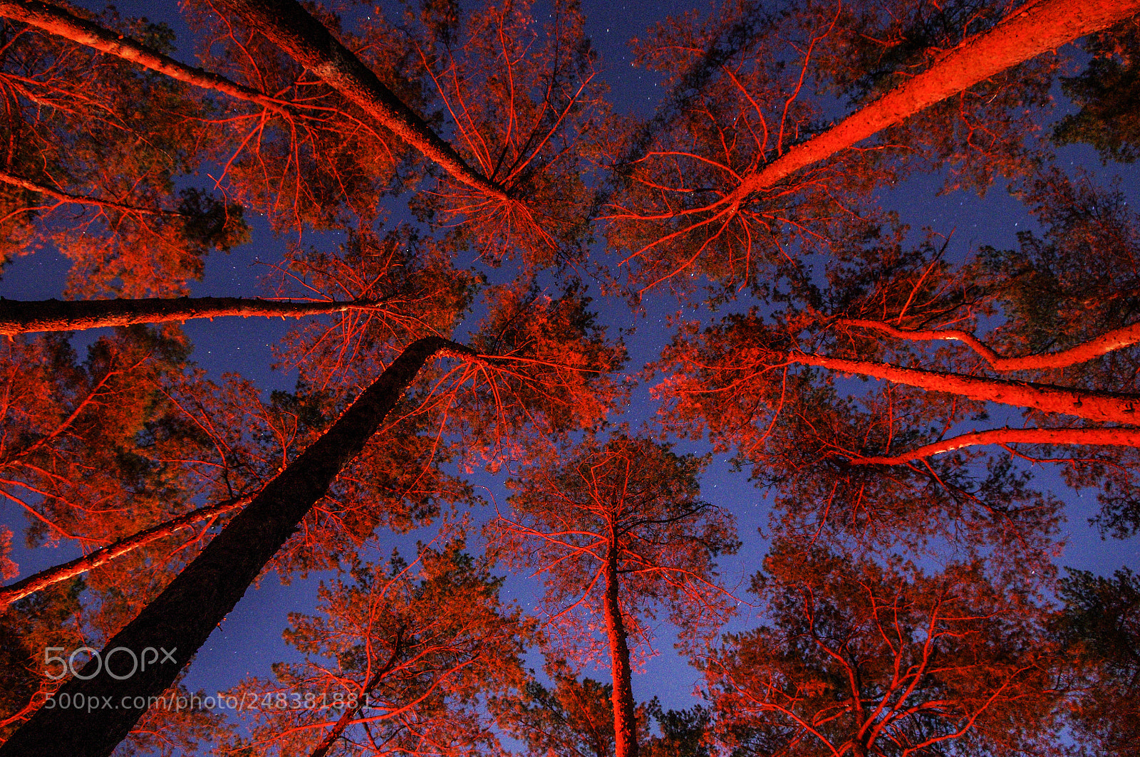 Pentax K-r sample photo. Night forest photography