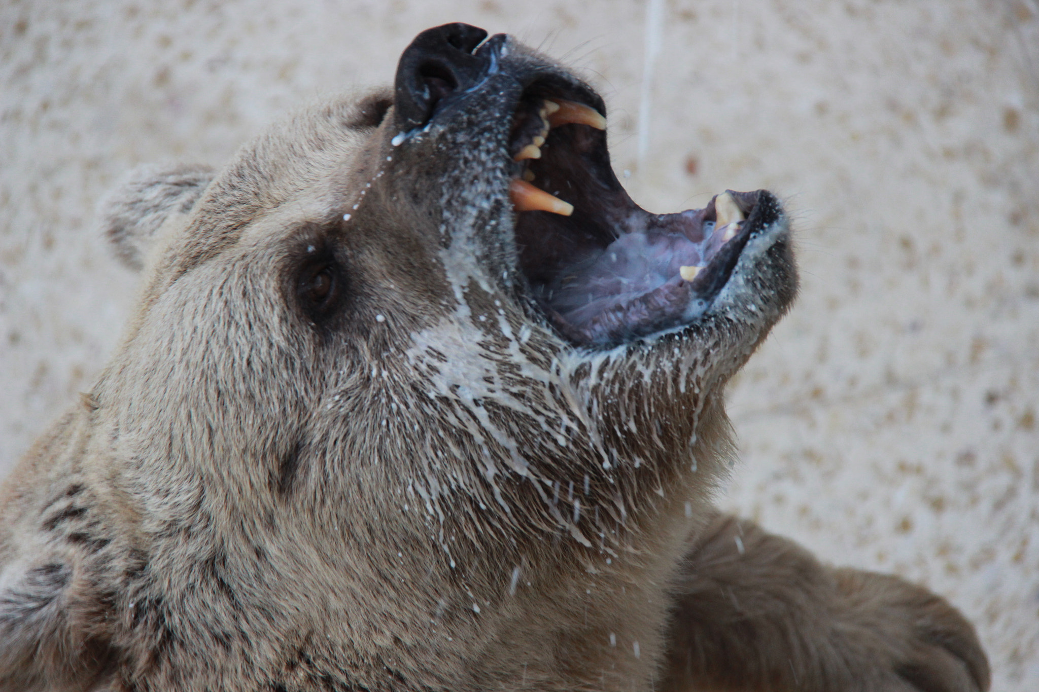 Canon EF-S 18-200mm F3.5-5.6 IS sample photo. Bear photography