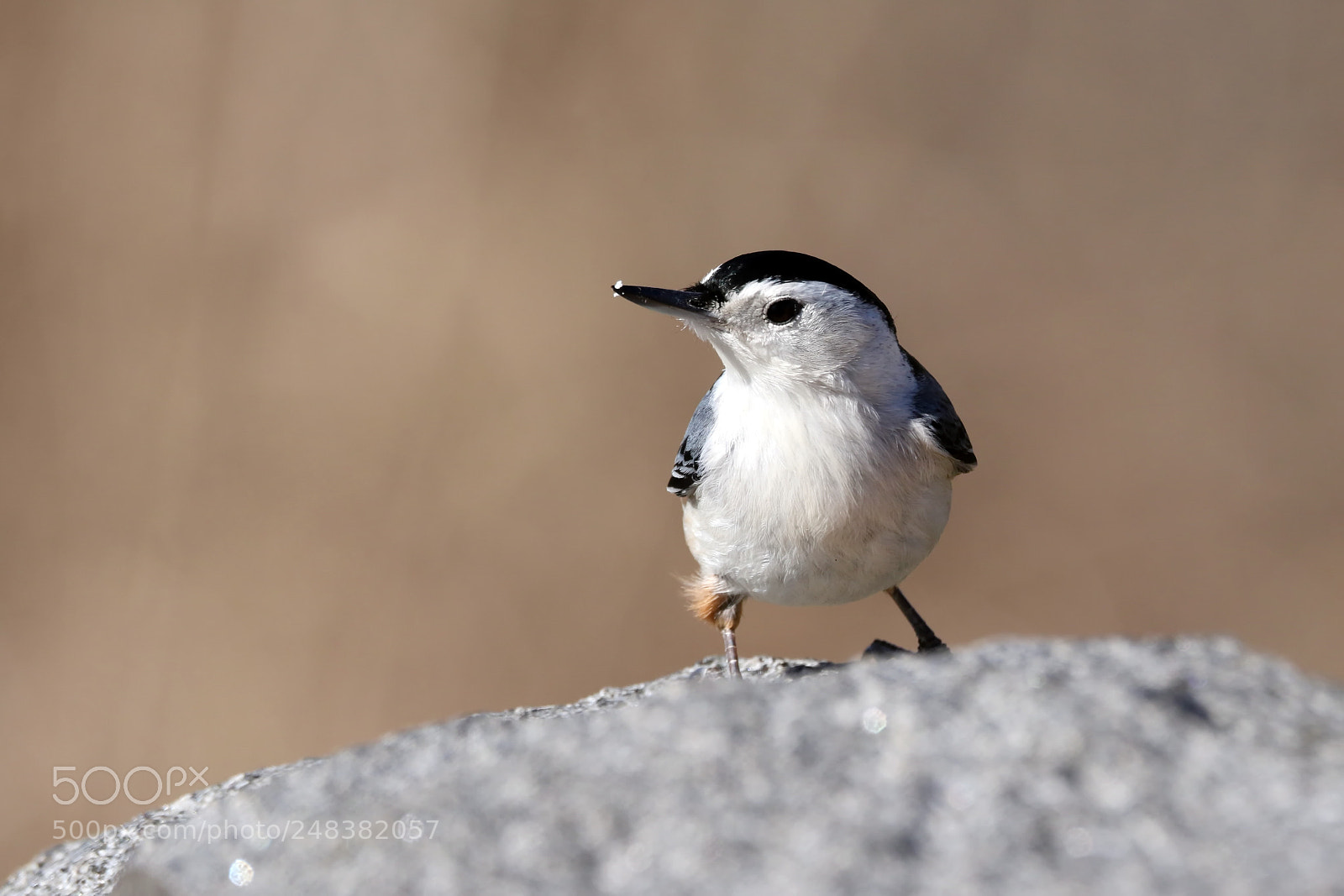 Canon EOS 7D Mark II sample photo. Nuthatch photography