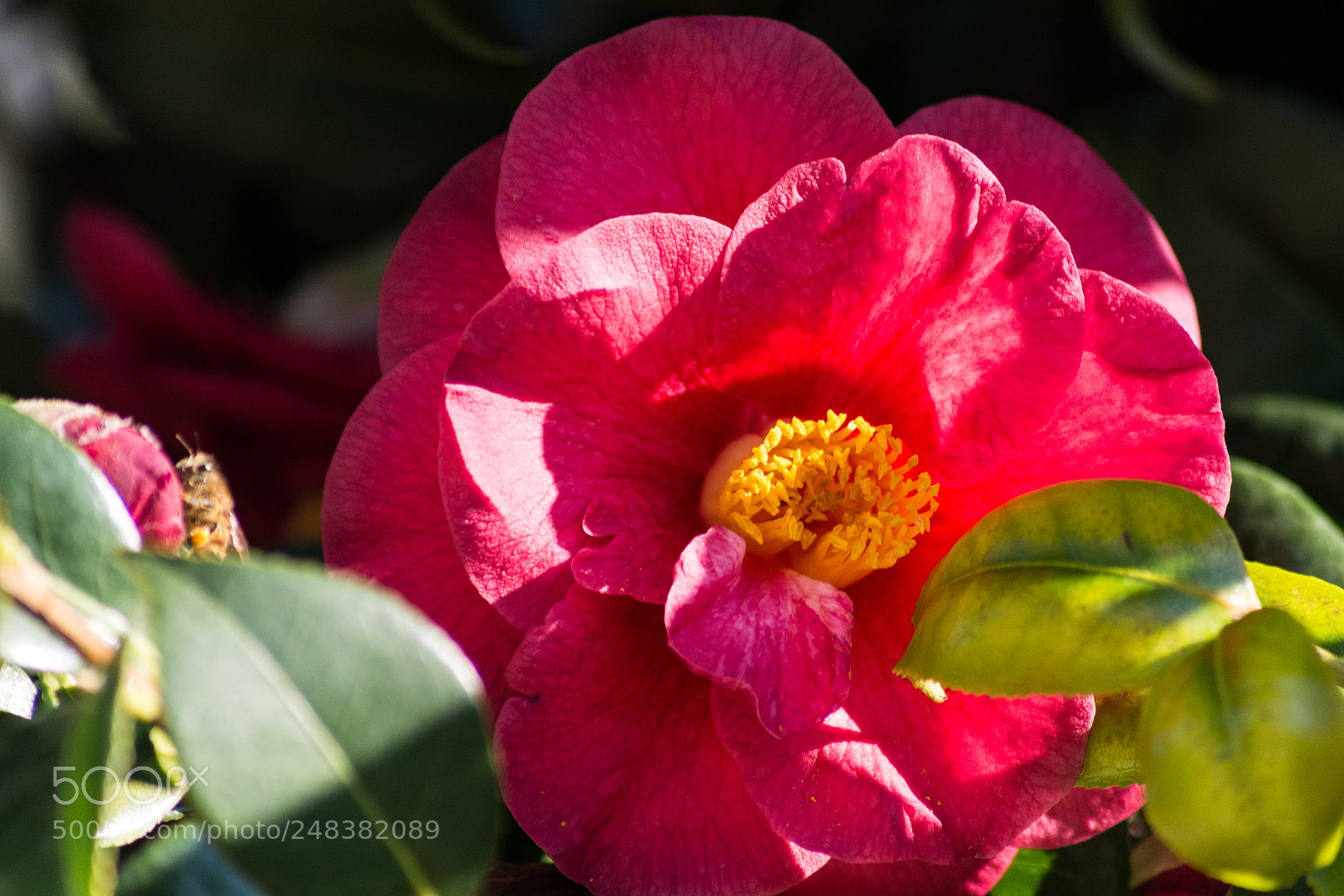 Nikon D5200 sample photo. Camelia photography