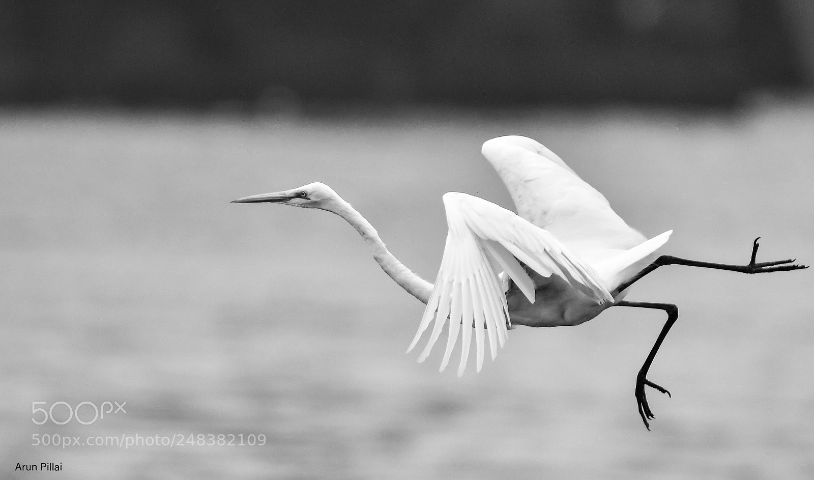 Nikon D500 sample photo. Awkward take off photography