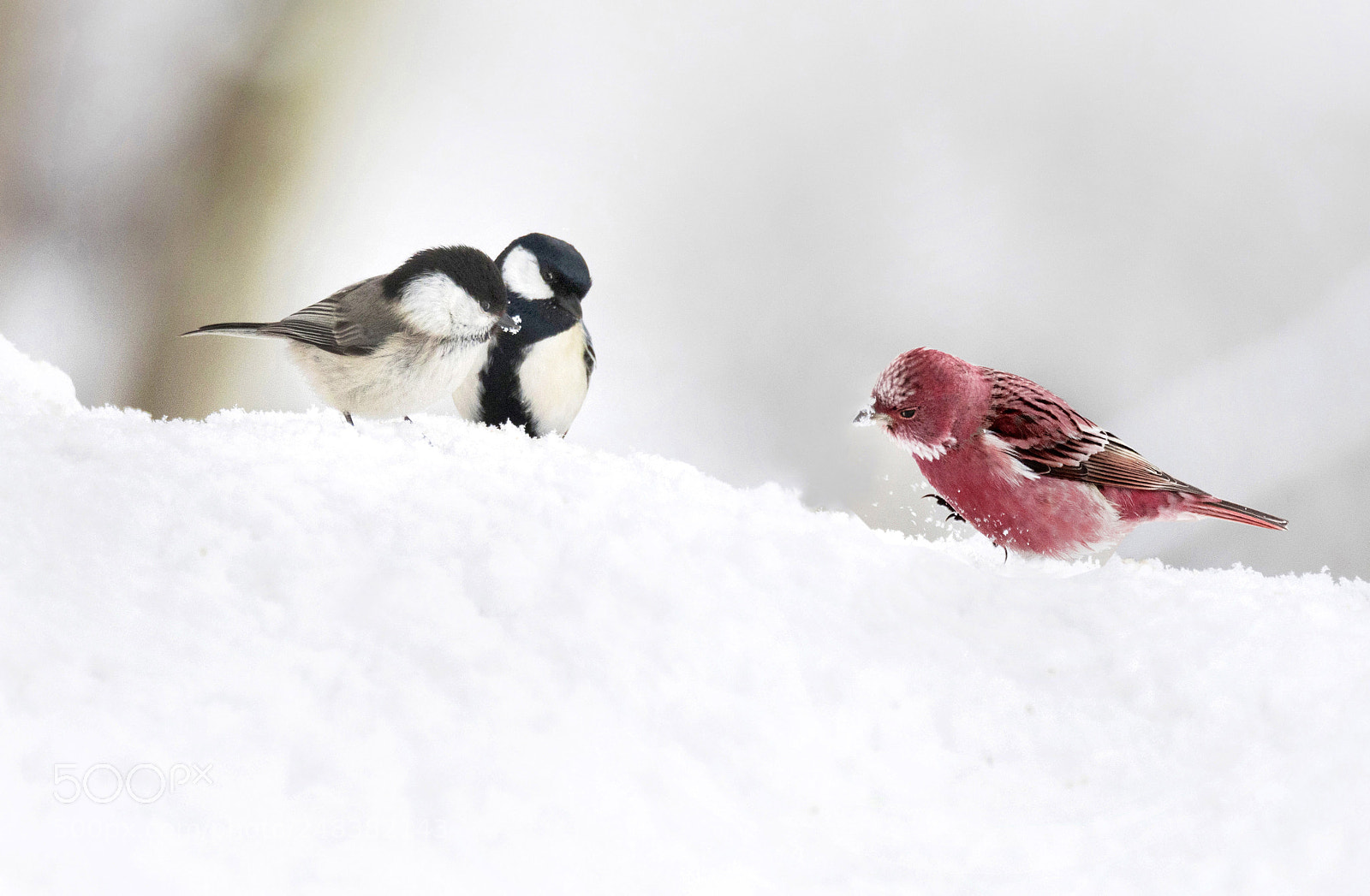 Nikon D500 sample photo. In the snow photography