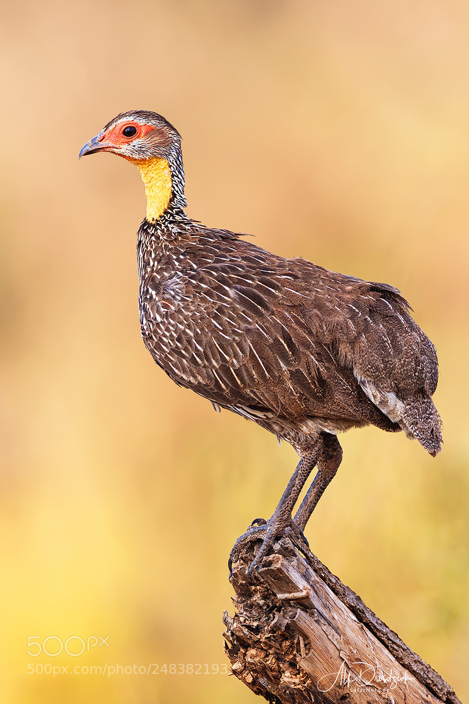 Canon EOS 5DS R sample photo. Gelbkehl-frankolin - spurfowl photography