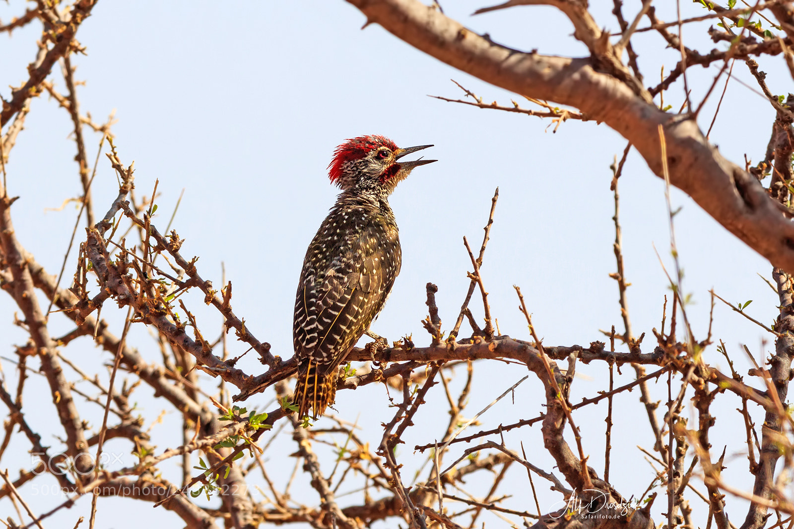 Canon EOS 5DS R sample photo. Nubian woodpecker - nubierspecht photography