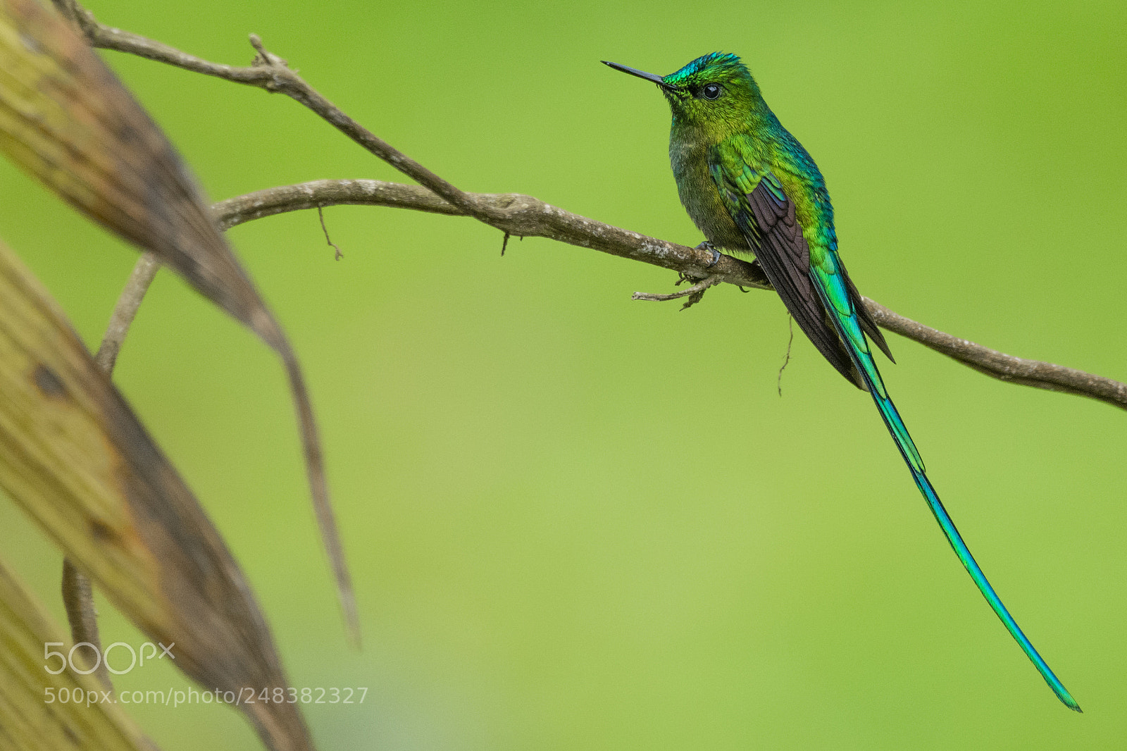 Nikon D7100 sample photo. Long-tailed sylph (male) photography