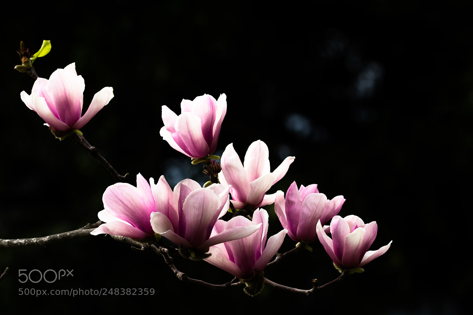 Canon EOS 7D Mark II sample photo. 紫玉蘭 photography