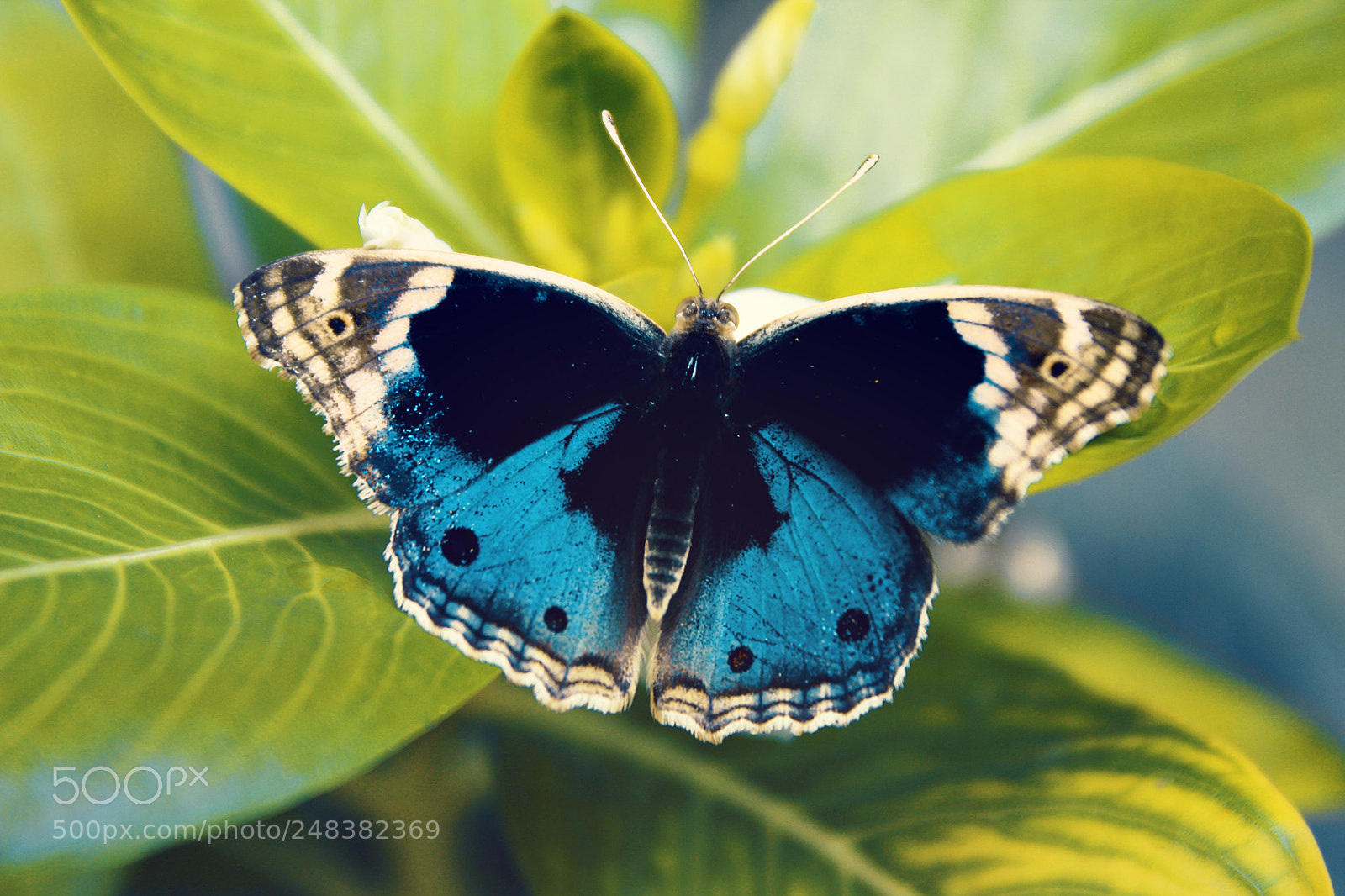 Canon EOS 600D (Rebel EOS T3i / EOS Kiss X5) sample photo. Butterfly photography
