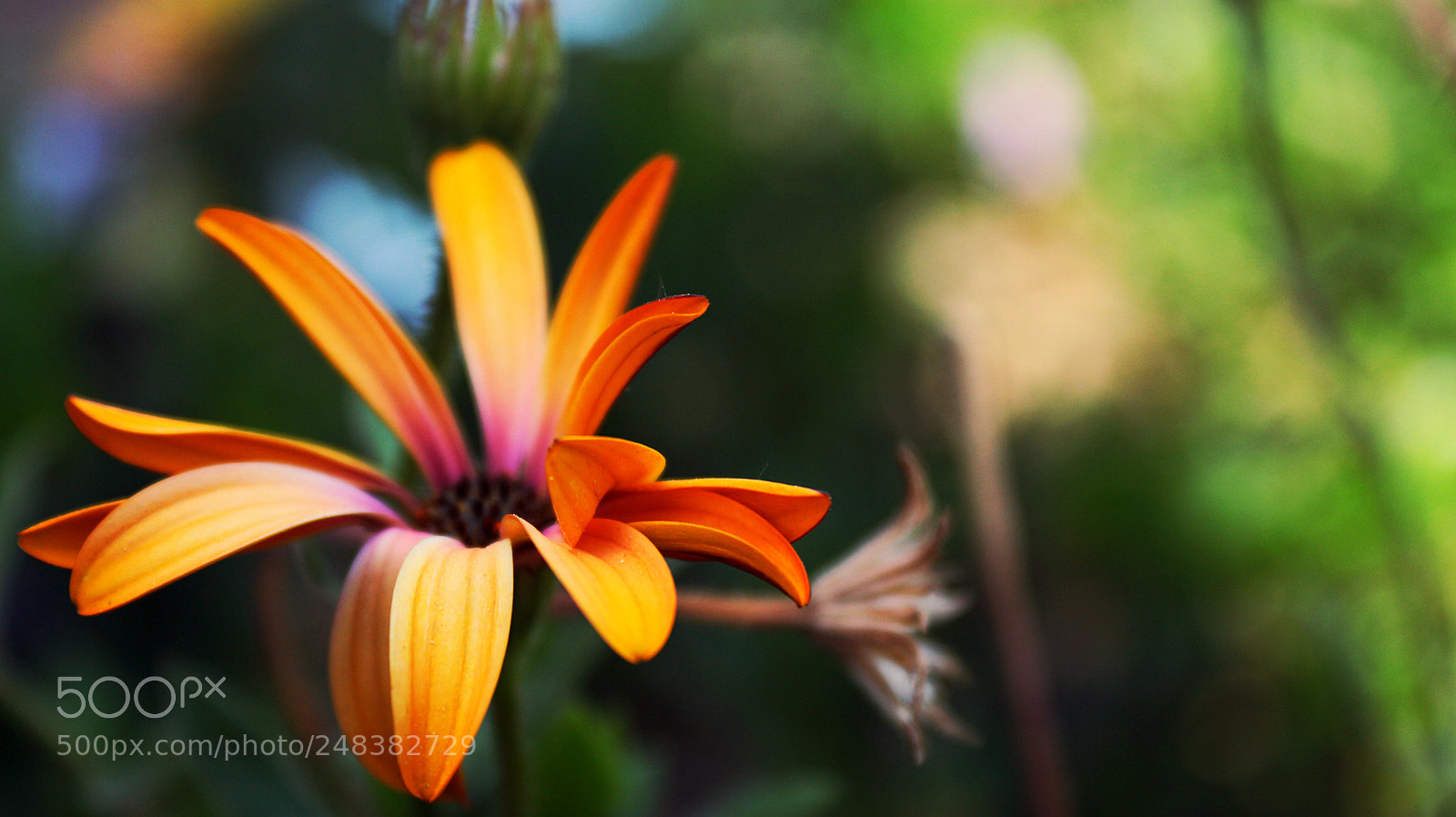 Canon EOS 650D (EOS Rebel T4i / EOS Kiss X6i) sample photo. Fire flower photography