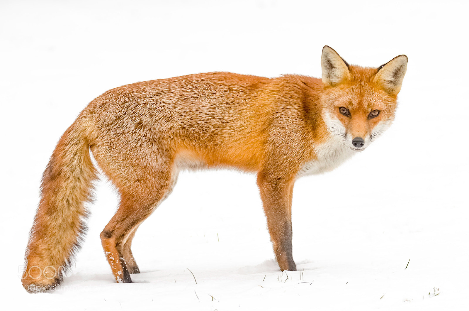 Canon EOS 7D Mark II sample photo. Red fox in the photography