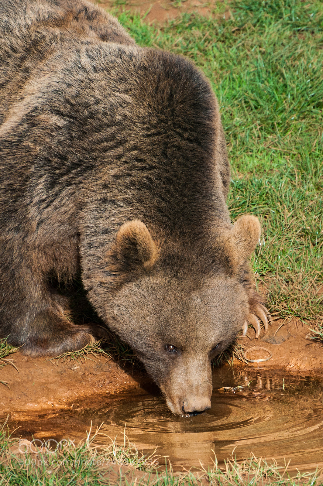 Nikon D5000 sample photo. Bear drinking photography