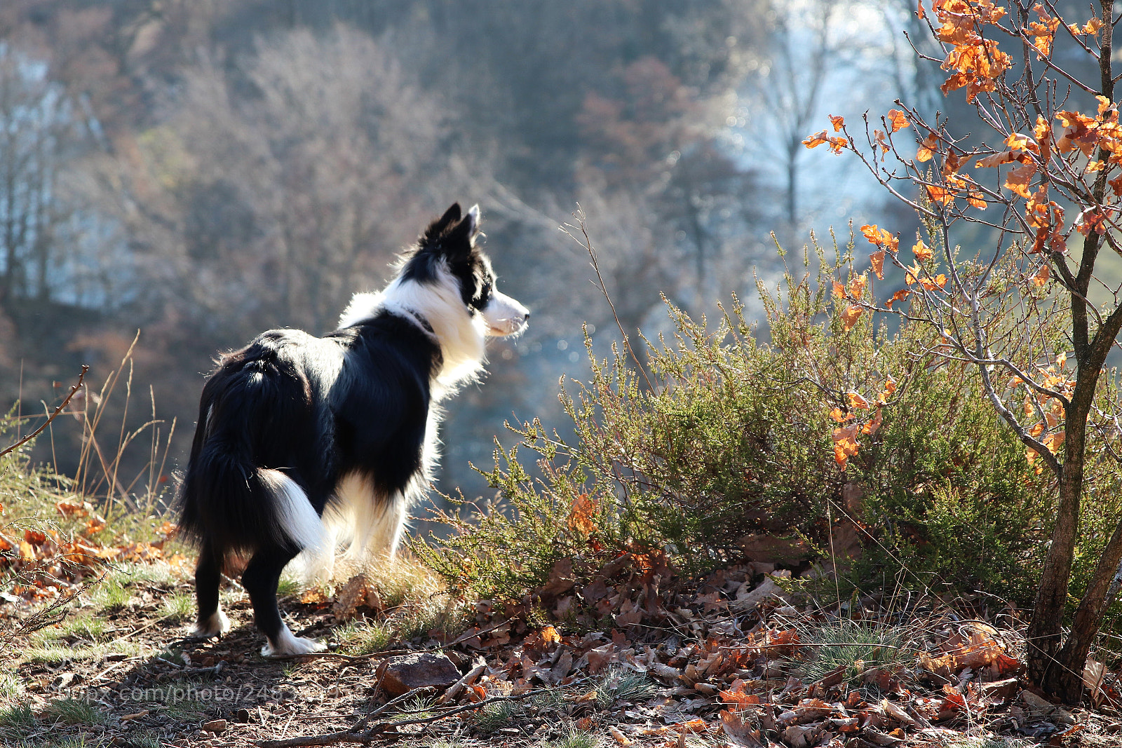 Canon EOS 77D (EOS 9000D / EOS 770D) sample photo. My dog i do photography
