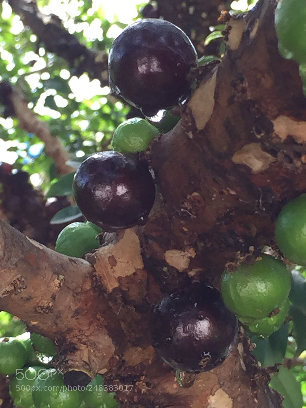 Apple iPhone 6 sample photo. Untitled photography