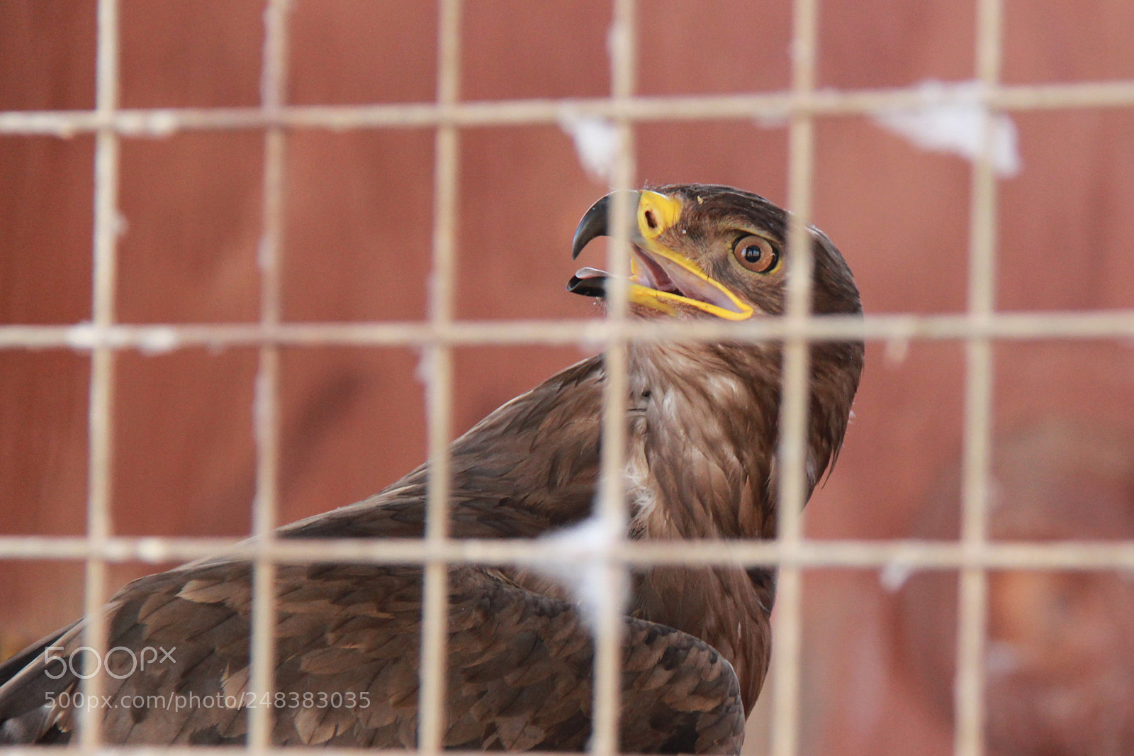 Canon EOS 600D (Rebel EOS T3i / EOS Kiss X5) sample photo. Hawk in a cage photography