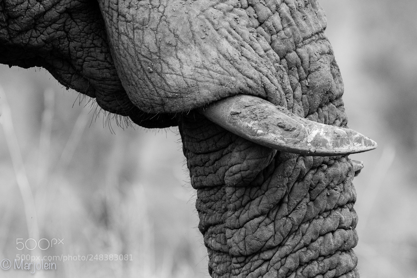 Canon EOS 7D Mark II sample photo. Black and white tusk photography