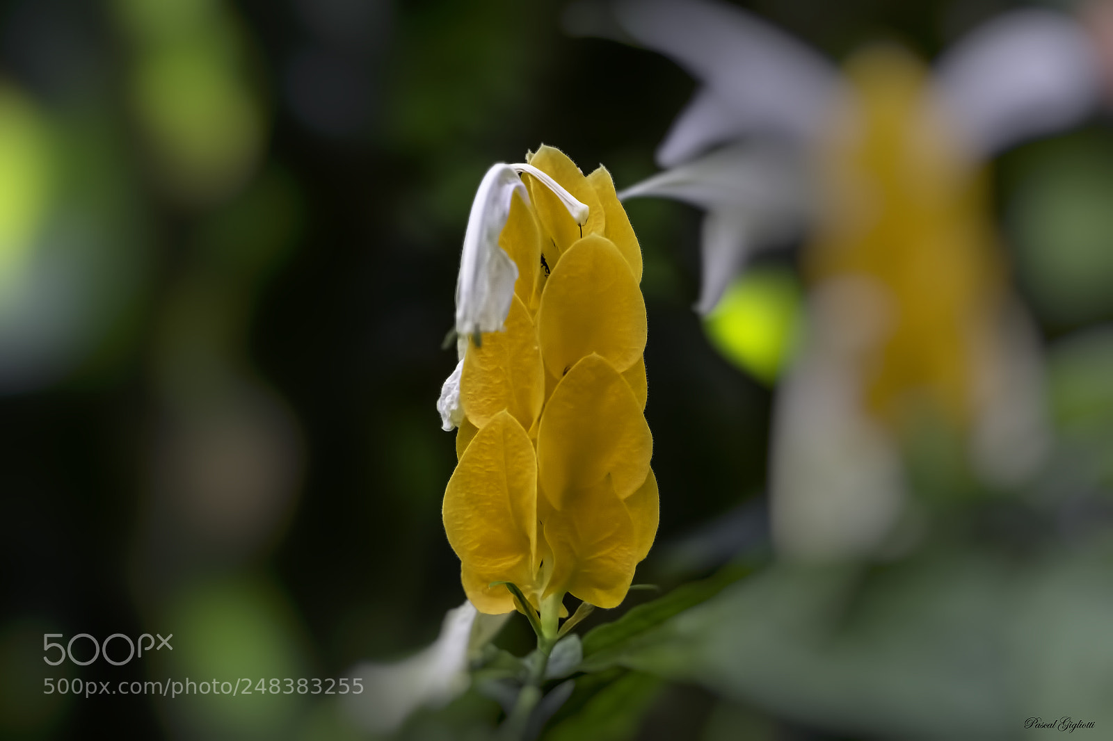 Canon EOS 700D (EOS Rebel T5i / EOS Kiss X7i) sample photo. Pachystachys lutea photography