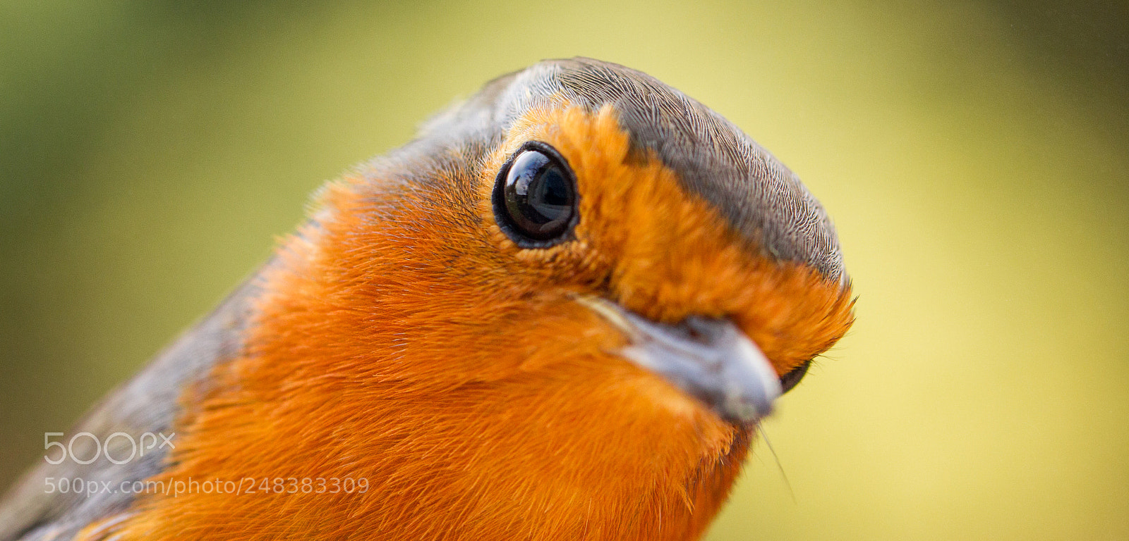 Canon EOS 550D (EOS Rebel T2i / EOS Kiss X4) sample photo. Curious robin photography