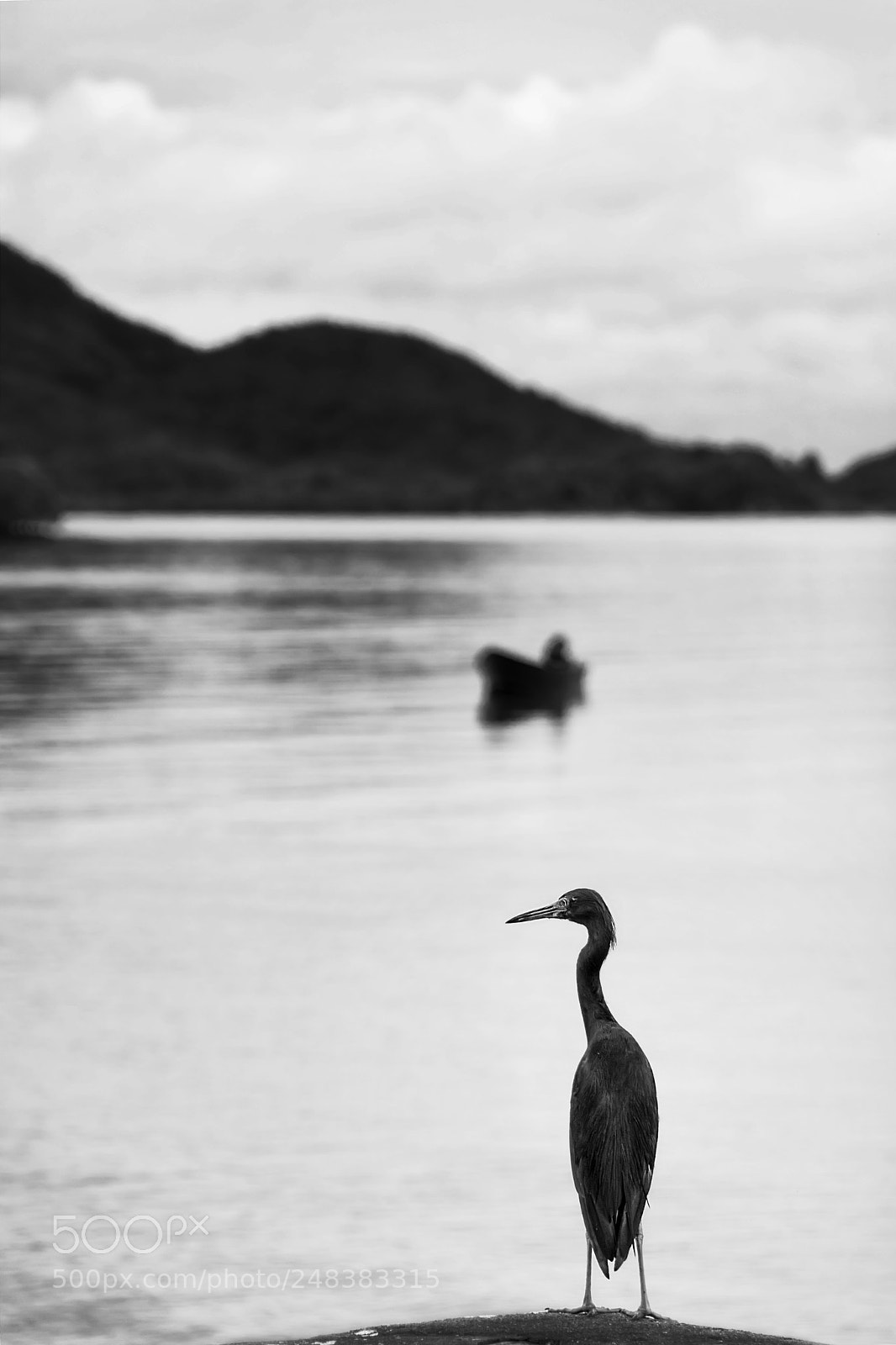 Nikon D5300 sample photo. Black heron photography
