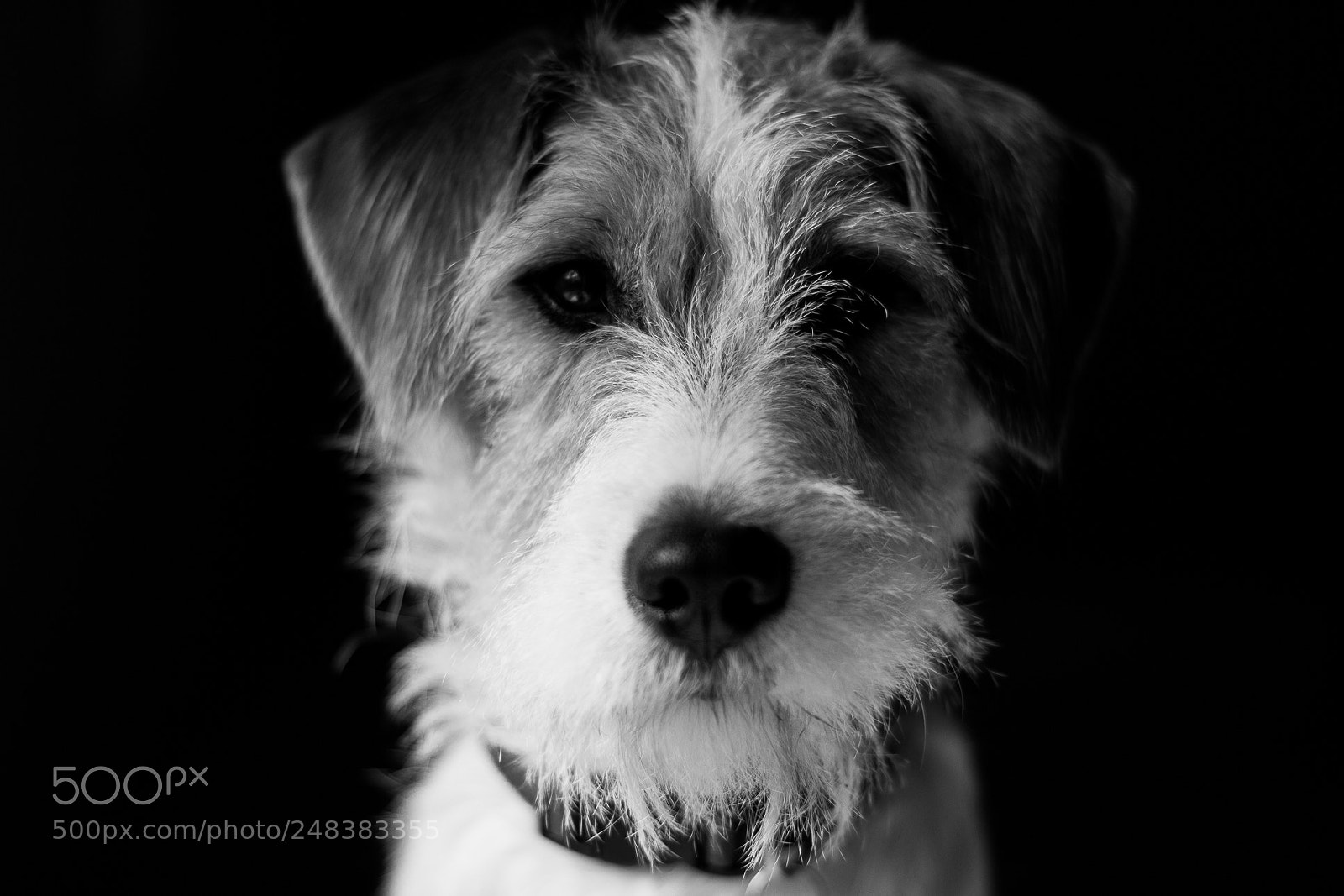 Canon EOS 700D (EOS Rebel T5i / EOS Kiss X7i) sample photo. Black and white ralf...?? photography
