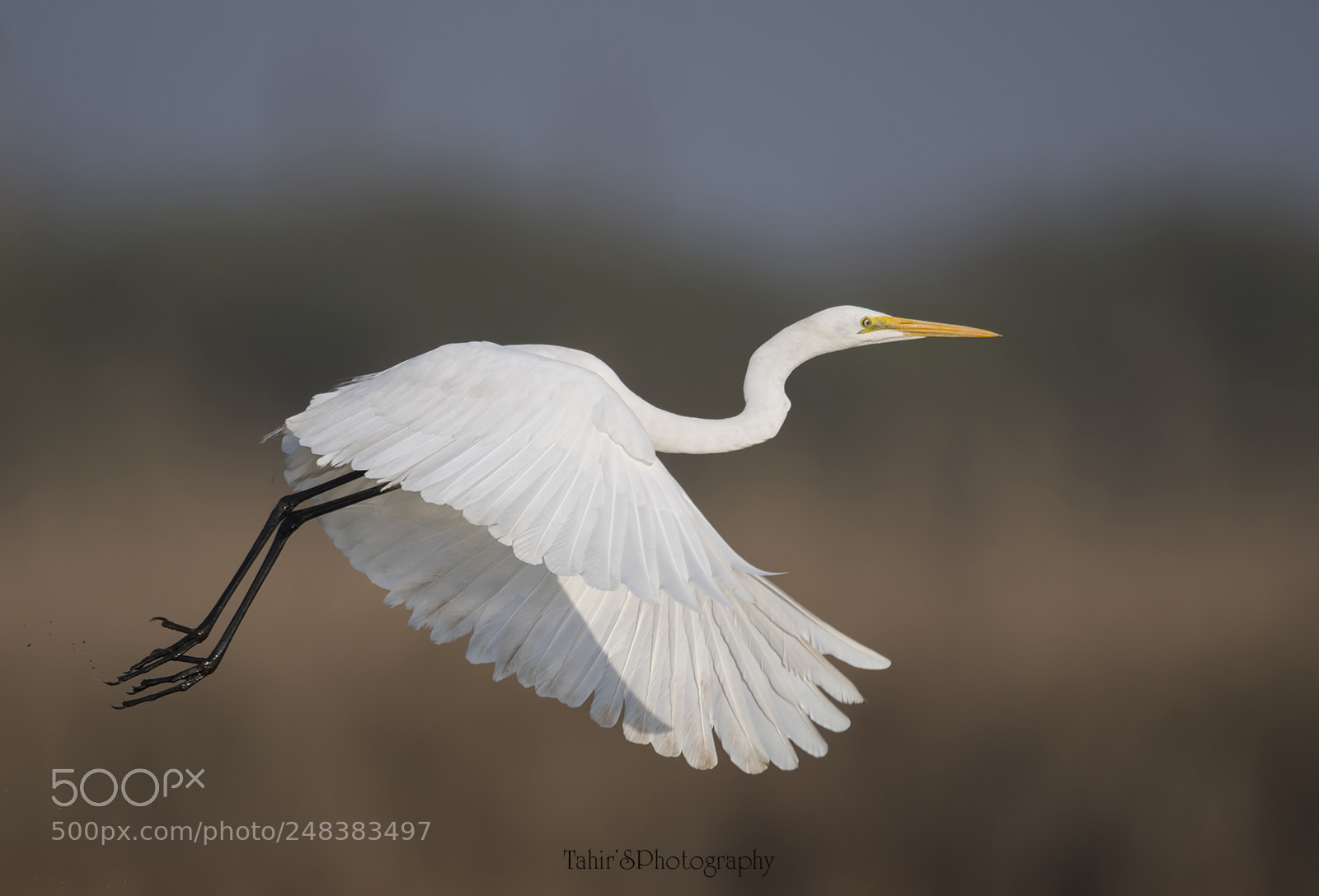 Nikon D500 sample photo. The great white egret photography