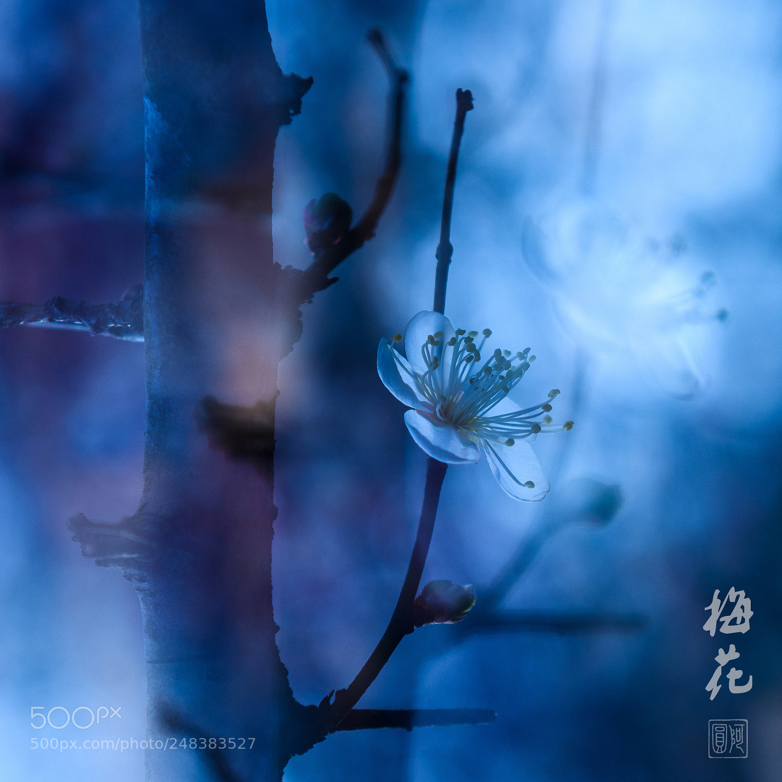 Nikon D810 sample photo. 梅花 photography
