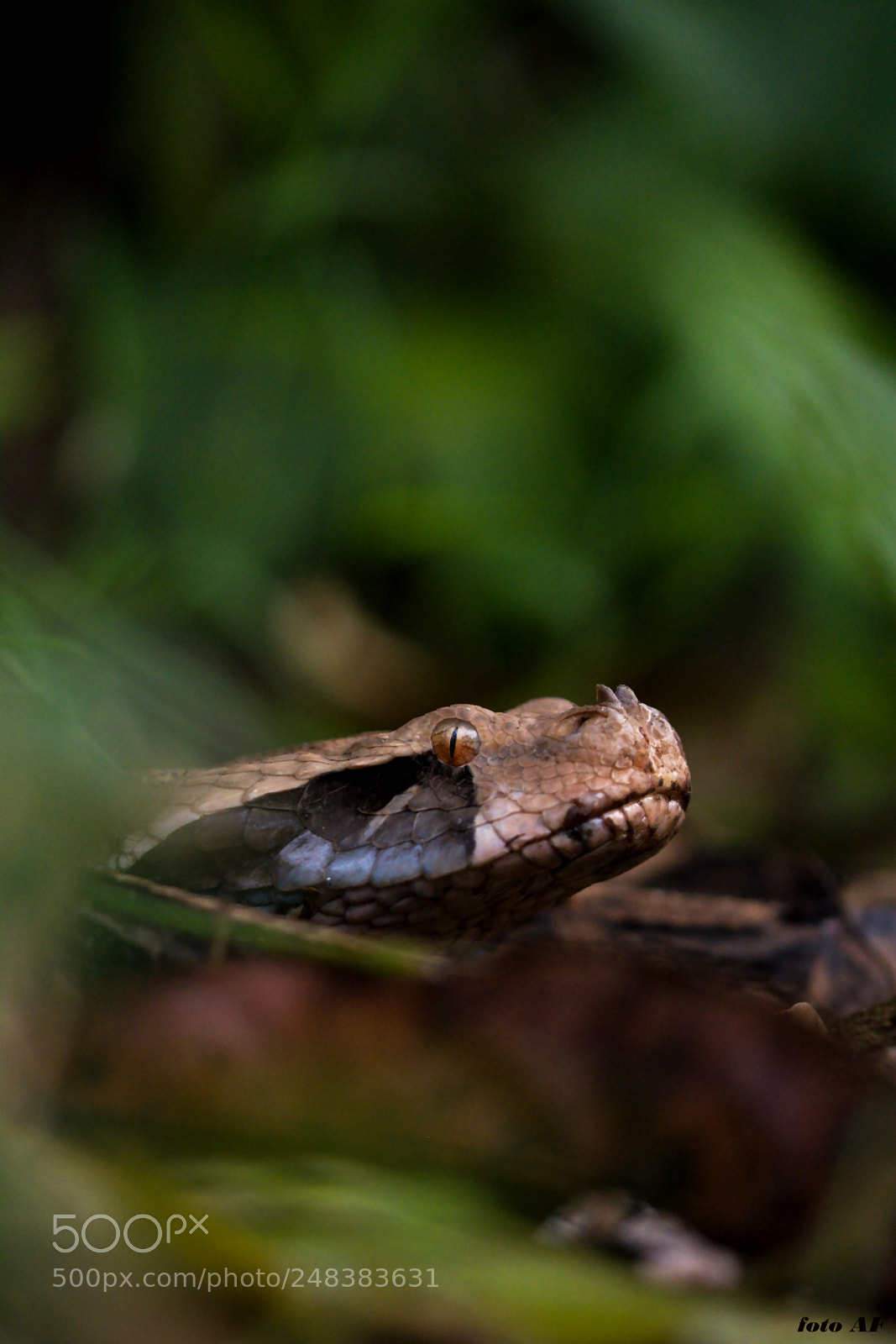Nikon D7100 sample photo. Gaboon viper bitis gabonica photography