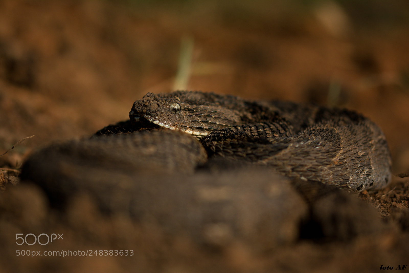 Nikon D7100 sample photo. Puff adder bitis arietans photography