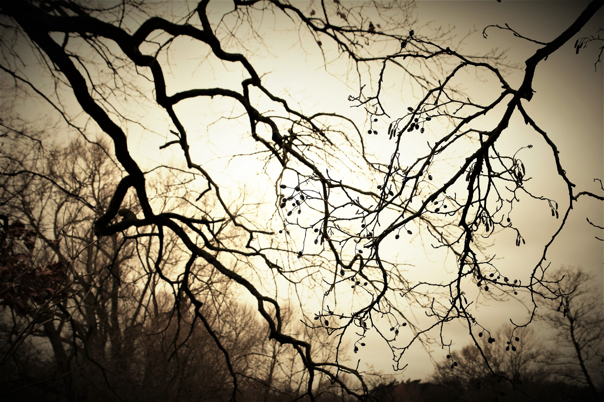 Nikon D500 sample photo. Leafless photography